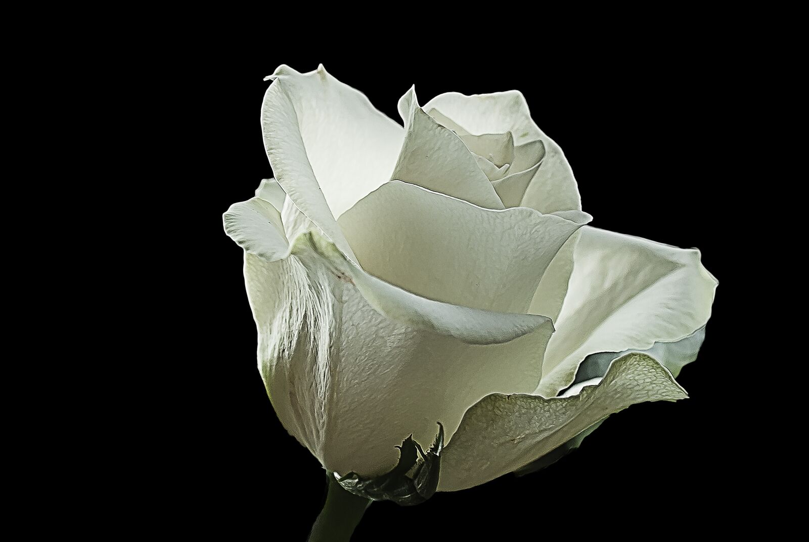 Nikon D3000 sample photo. White rose, rose, white photography