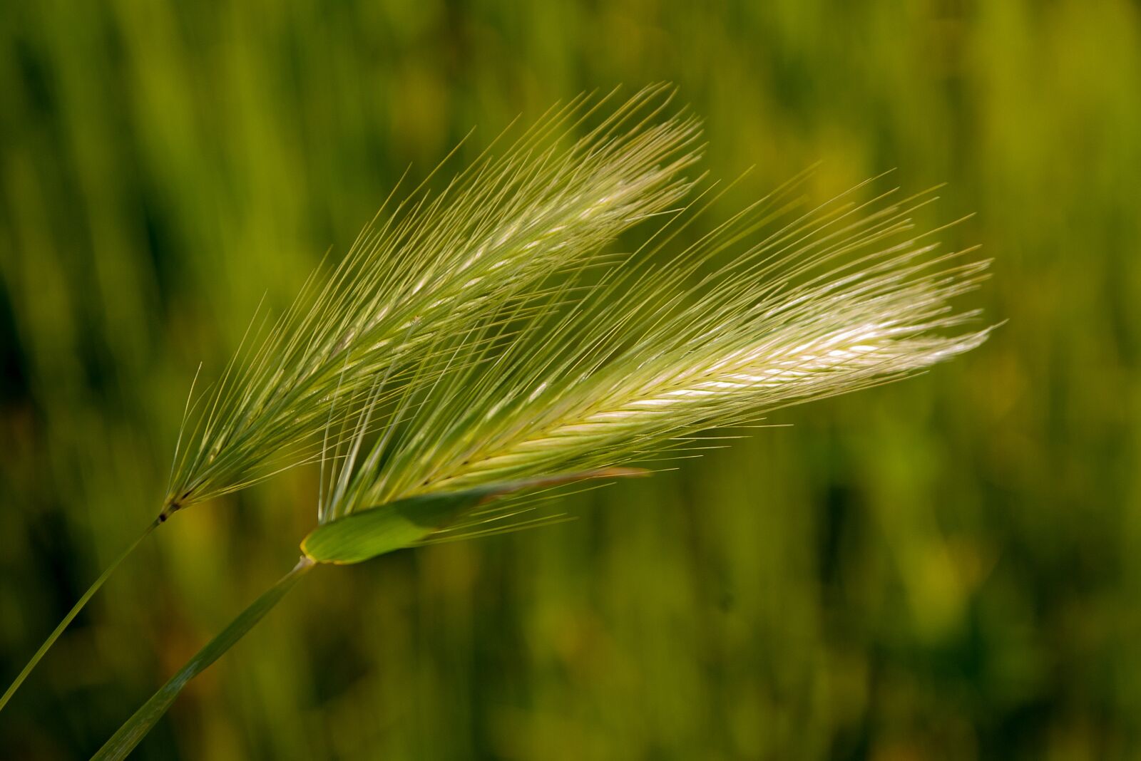 Pentax K10D sample photo. Plants, herbs, fields photography