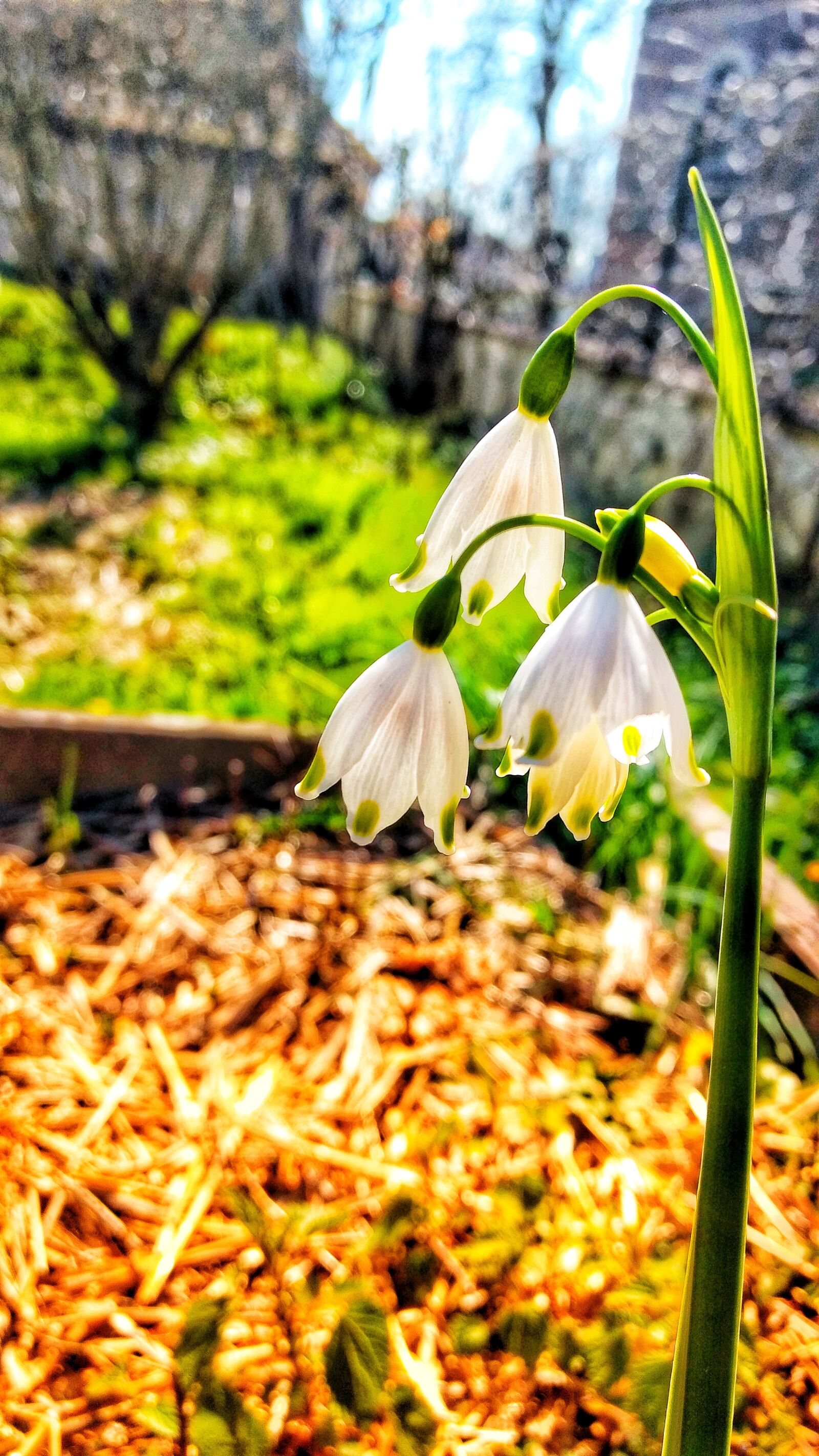 Motorola Moto G (4) sample photo. Nature, flora, leaf photography
