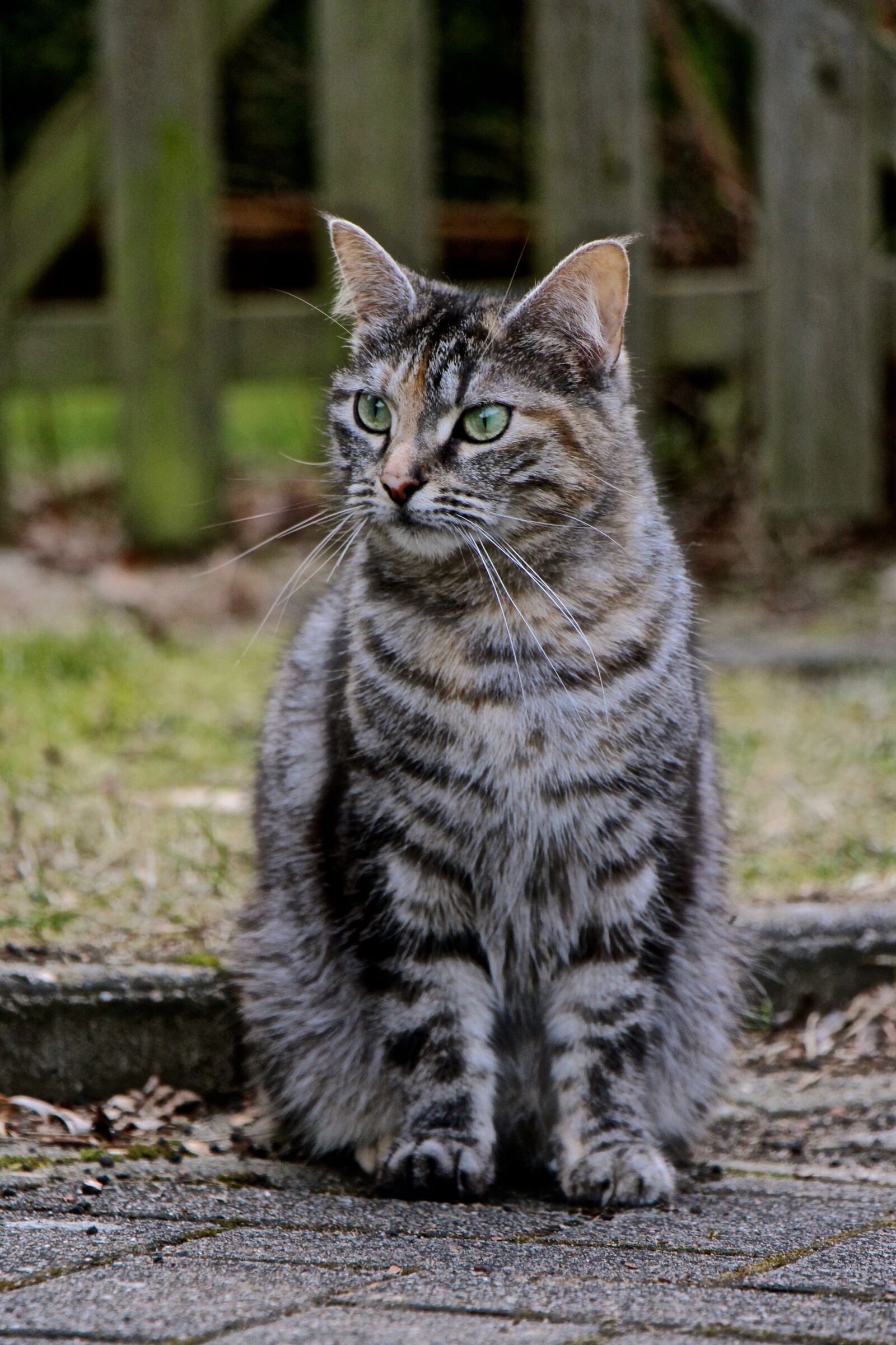 Canon EOS 700D (EOS Rebel T5i / EOS Kiss X7i) sample photo. Cat, fur, grey photography