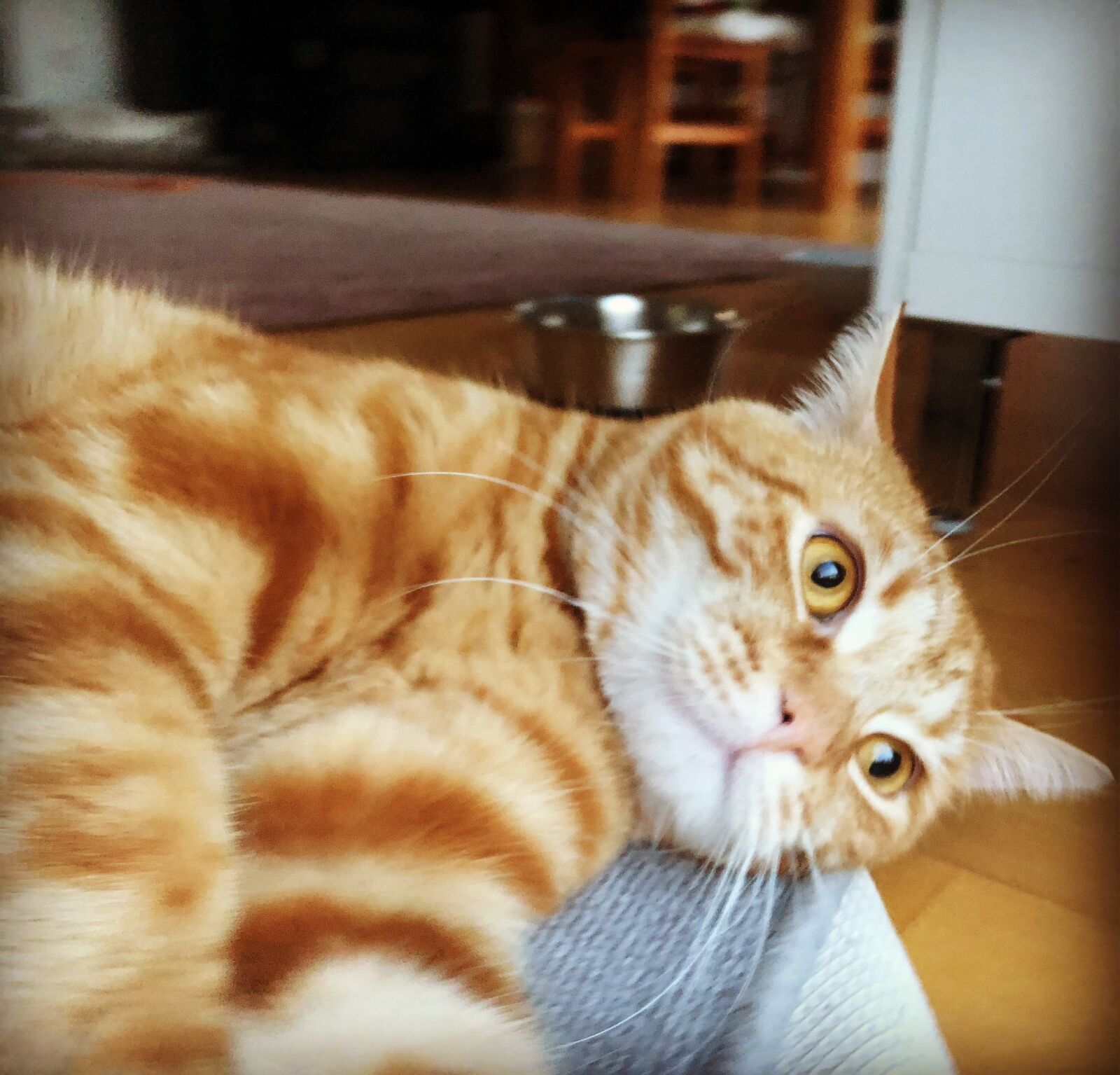 Apple iPhone 8 sample photo. Cat, kitten, gustaf photography