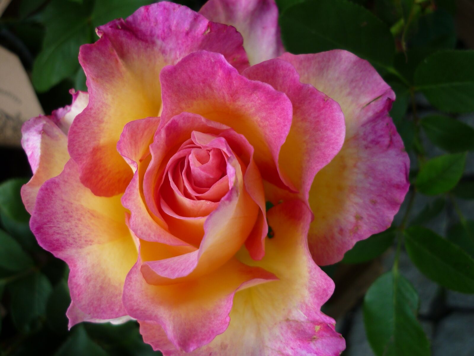 Panasonic Lumix DMC-FS6 sample photo. Rose, nature, magnificent photography