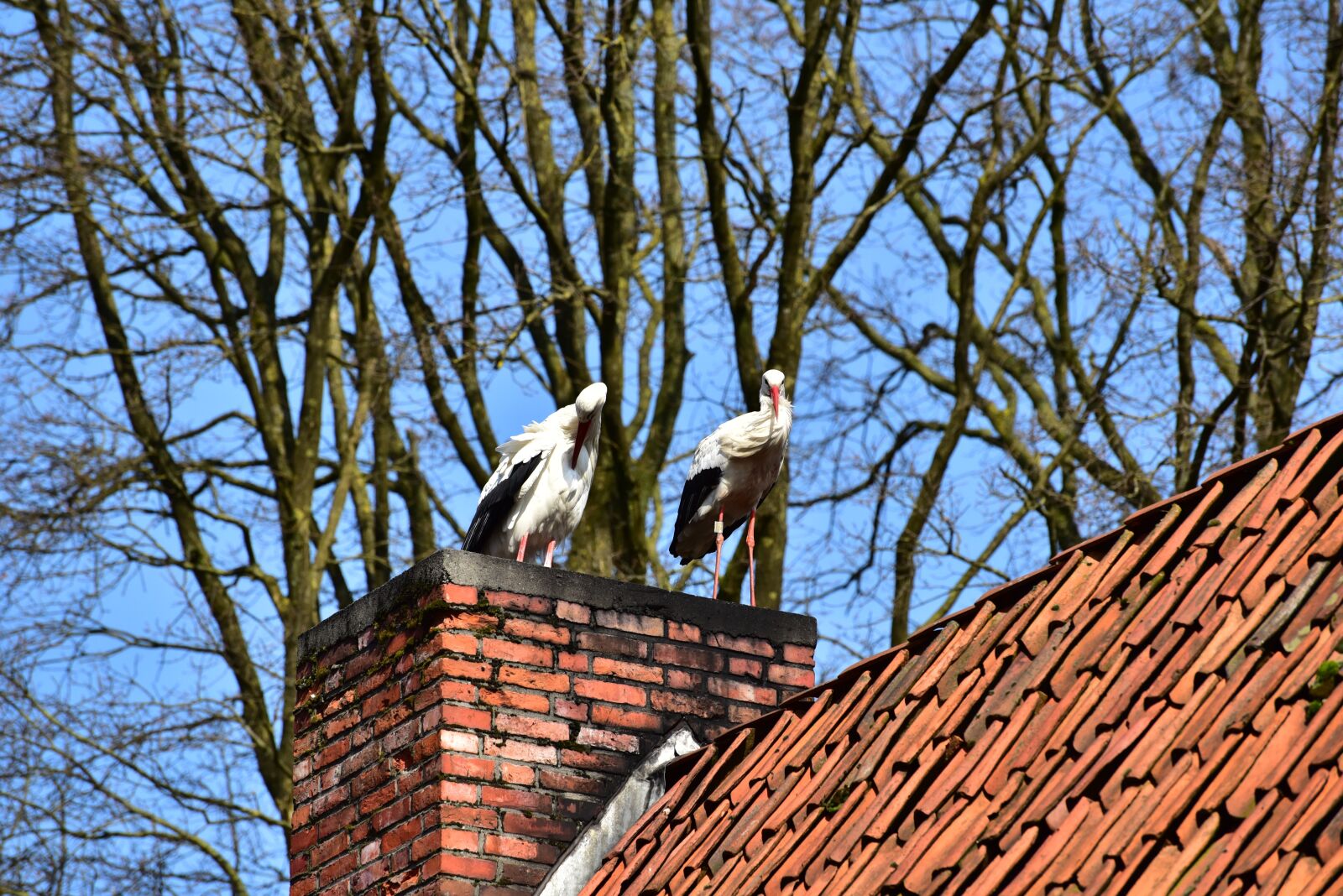 Nikon D750 sample photo. Stork, black white, bill photography