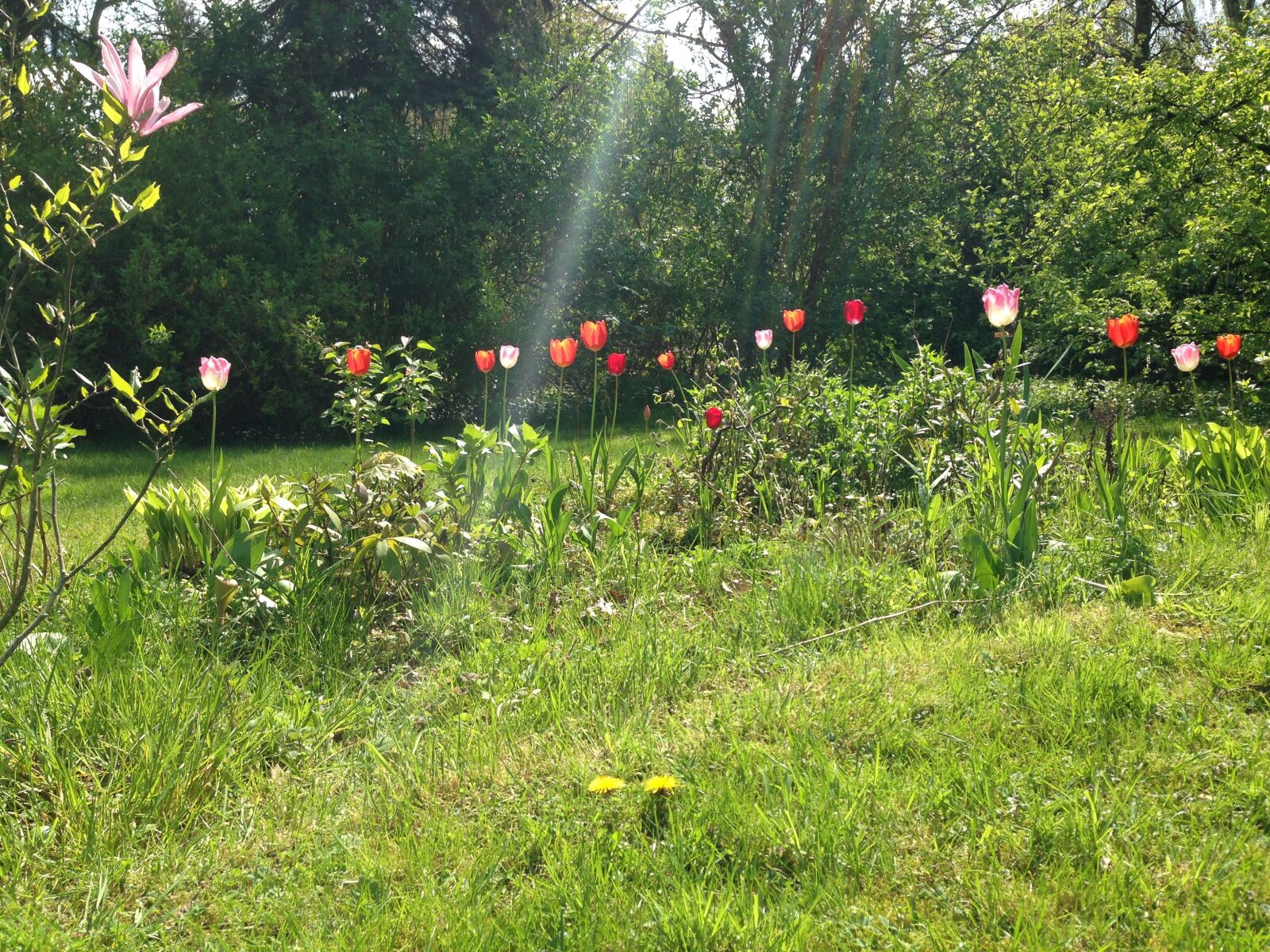 iPhone 5c back camera 4.12mm f/2.4 sample photo. Garden, flowers, nature photography