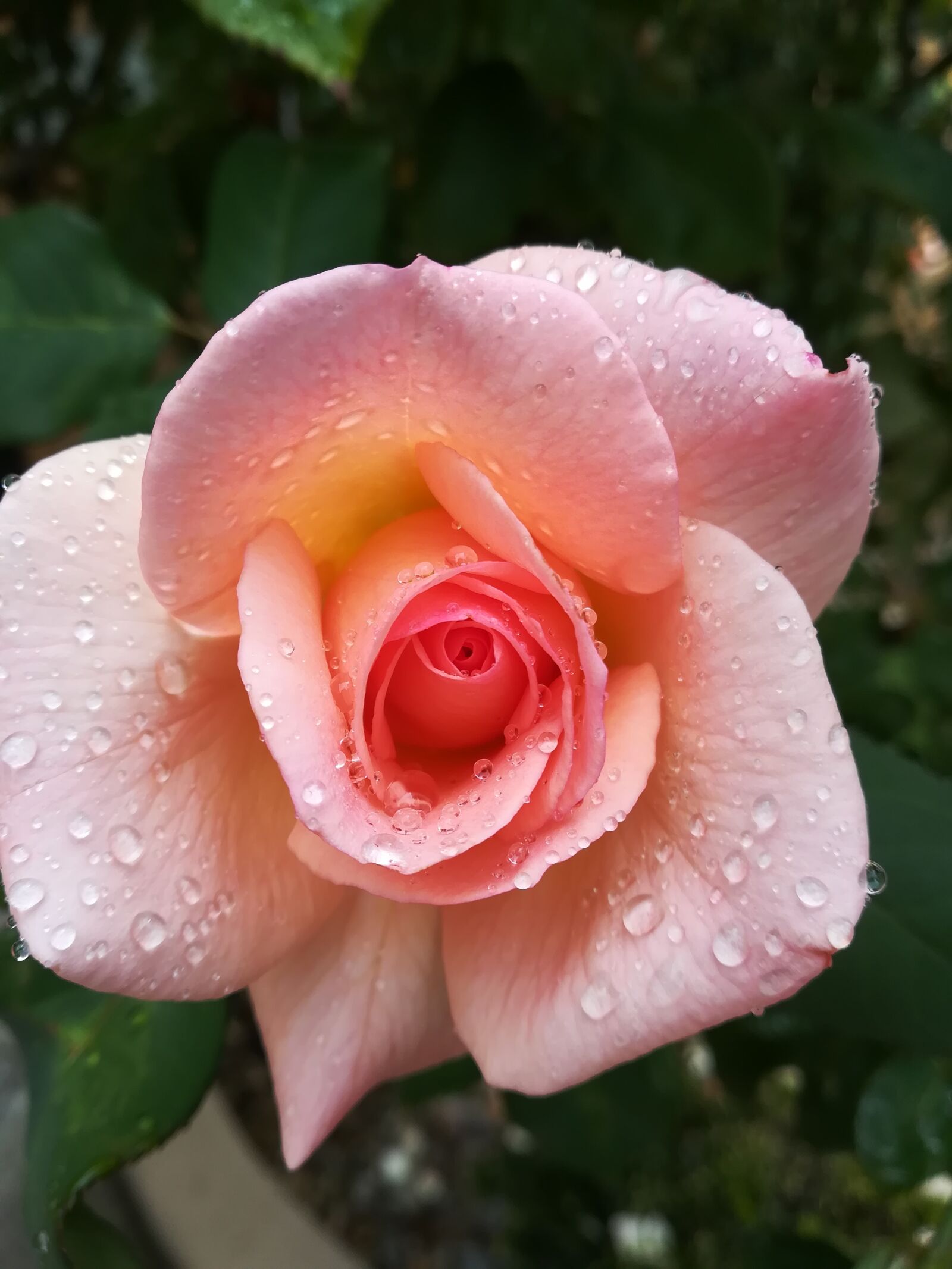 HUAWEI P10 lite sample photo. Flower, rose, flora photography