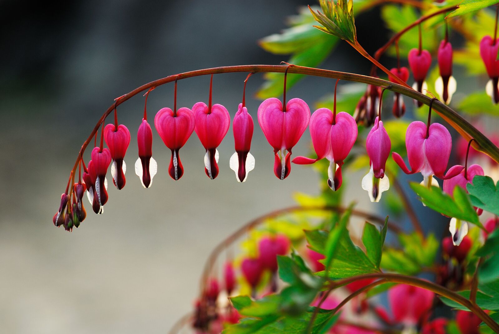 Nikon D200 sample photo. Bleeding heart, wildflower, spring photography