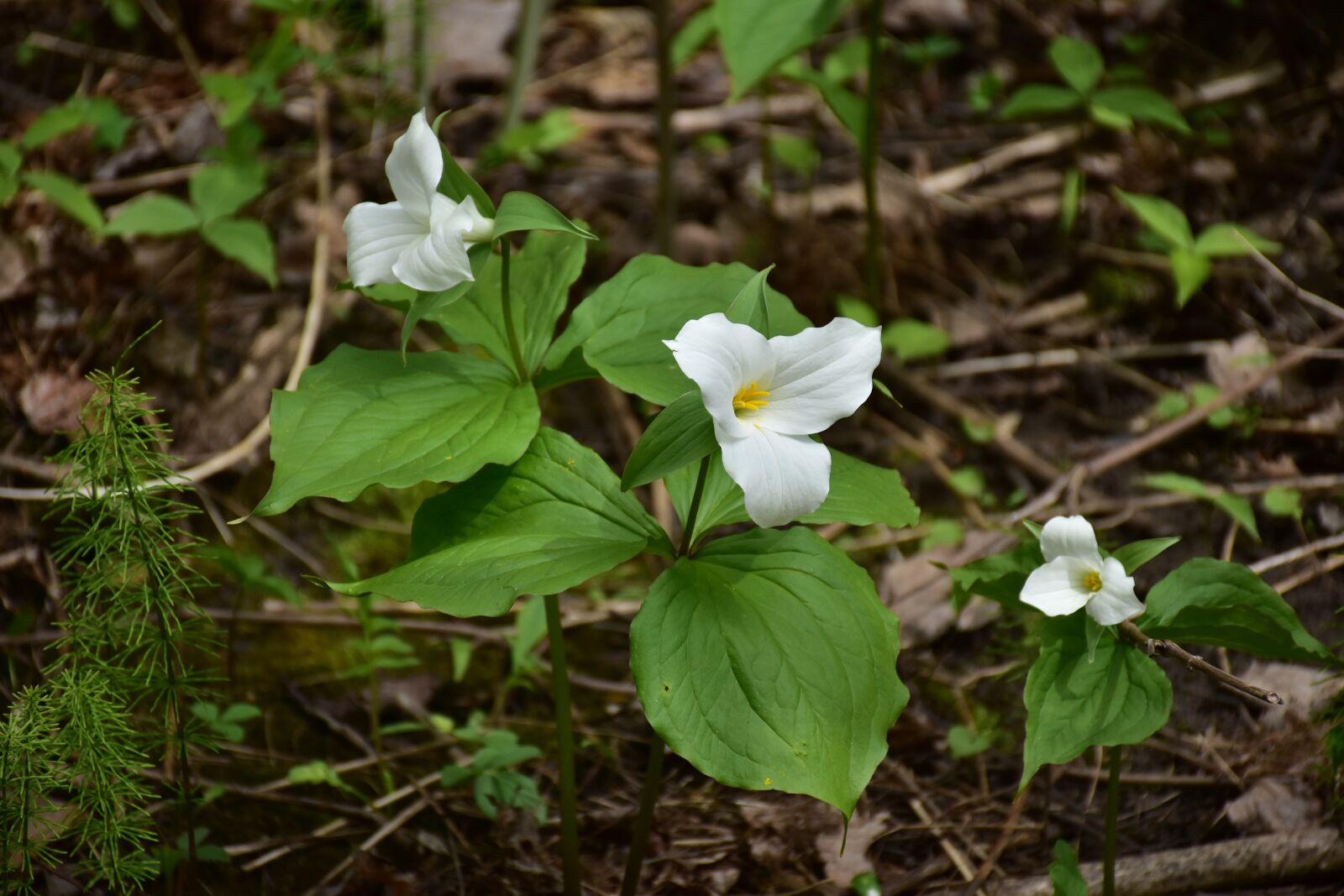 Nikon D7200 sample photo. Flowers, plants, white photography