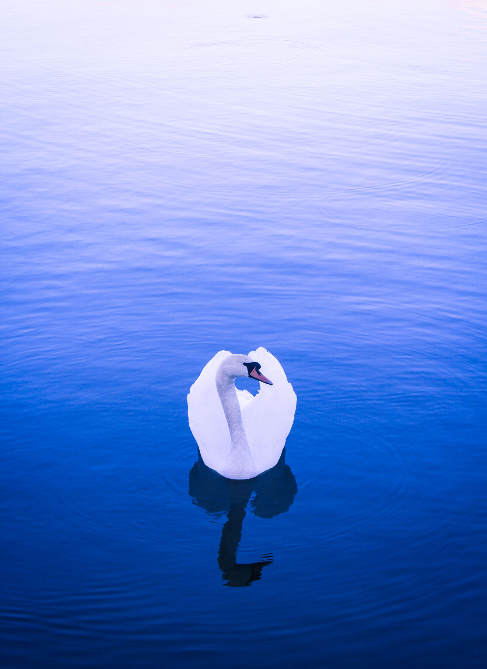 Canon EOS 500D (EOS Rebel T1i / EOS Kiss X3) sample photo. Animal, bird, blue, lake photography