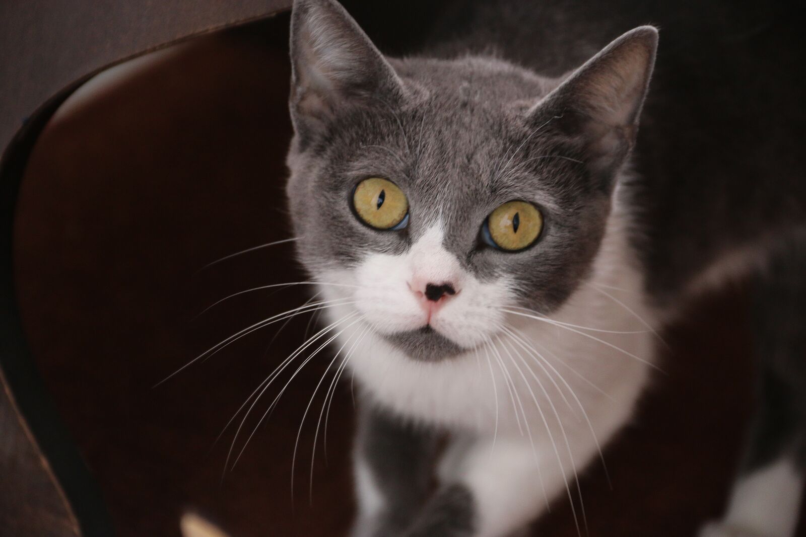 Canon EF-S 18-135mm F3.5-5.6 IS sample photo. Cat, animal, animal portrait photography