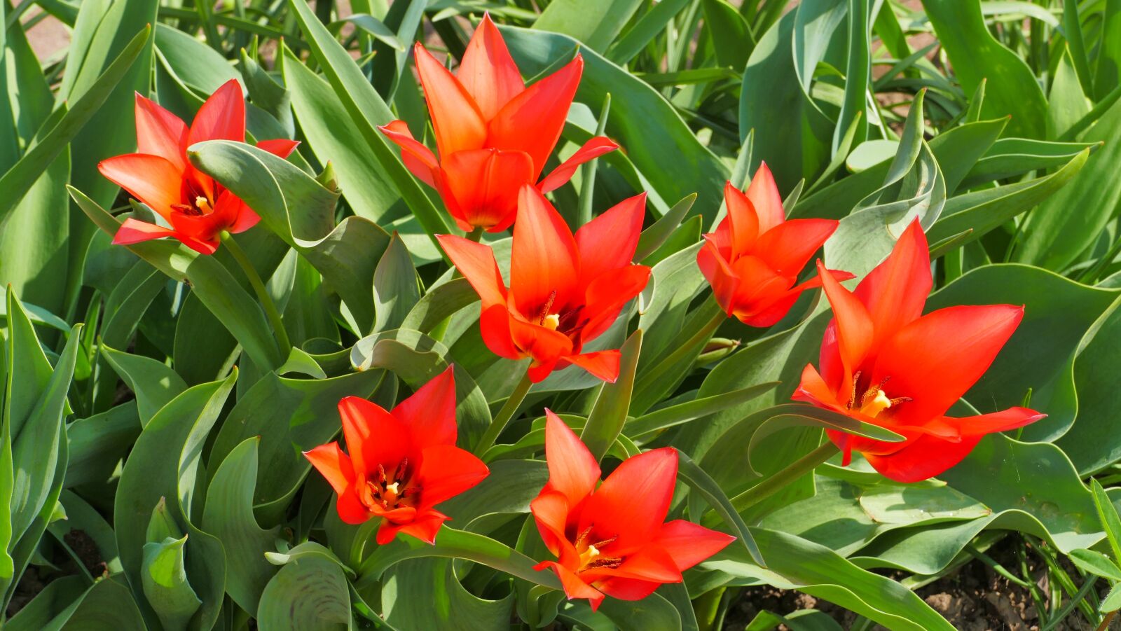 Panasonic Lumix DMC-FZ1000 sample photo. Tulips, flowers, spring photography