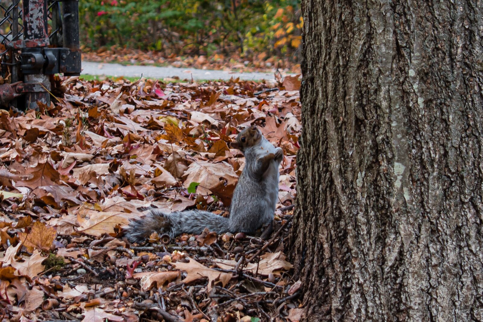 Nikon D5600 sample photo. Squirrel, funny, close photography