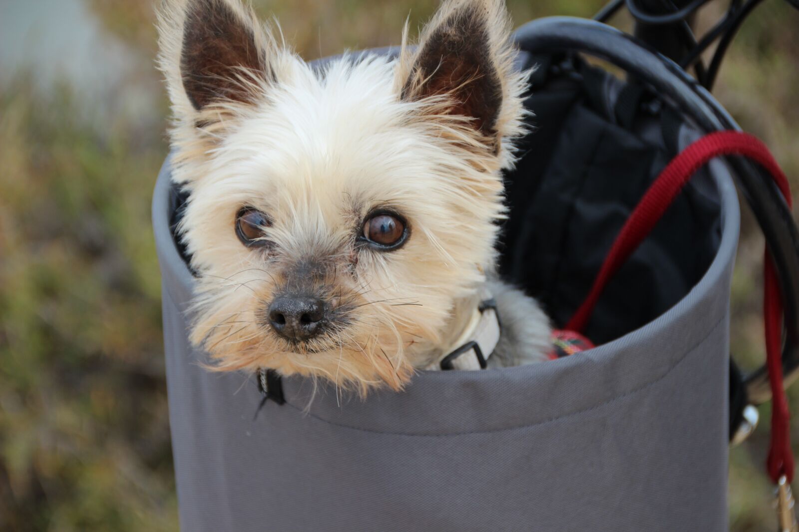 Canon EOS 600D (Rebel EOS T3i / EOS Kiss X5) sample photo. Yorkshire terrier, dog, cute photography