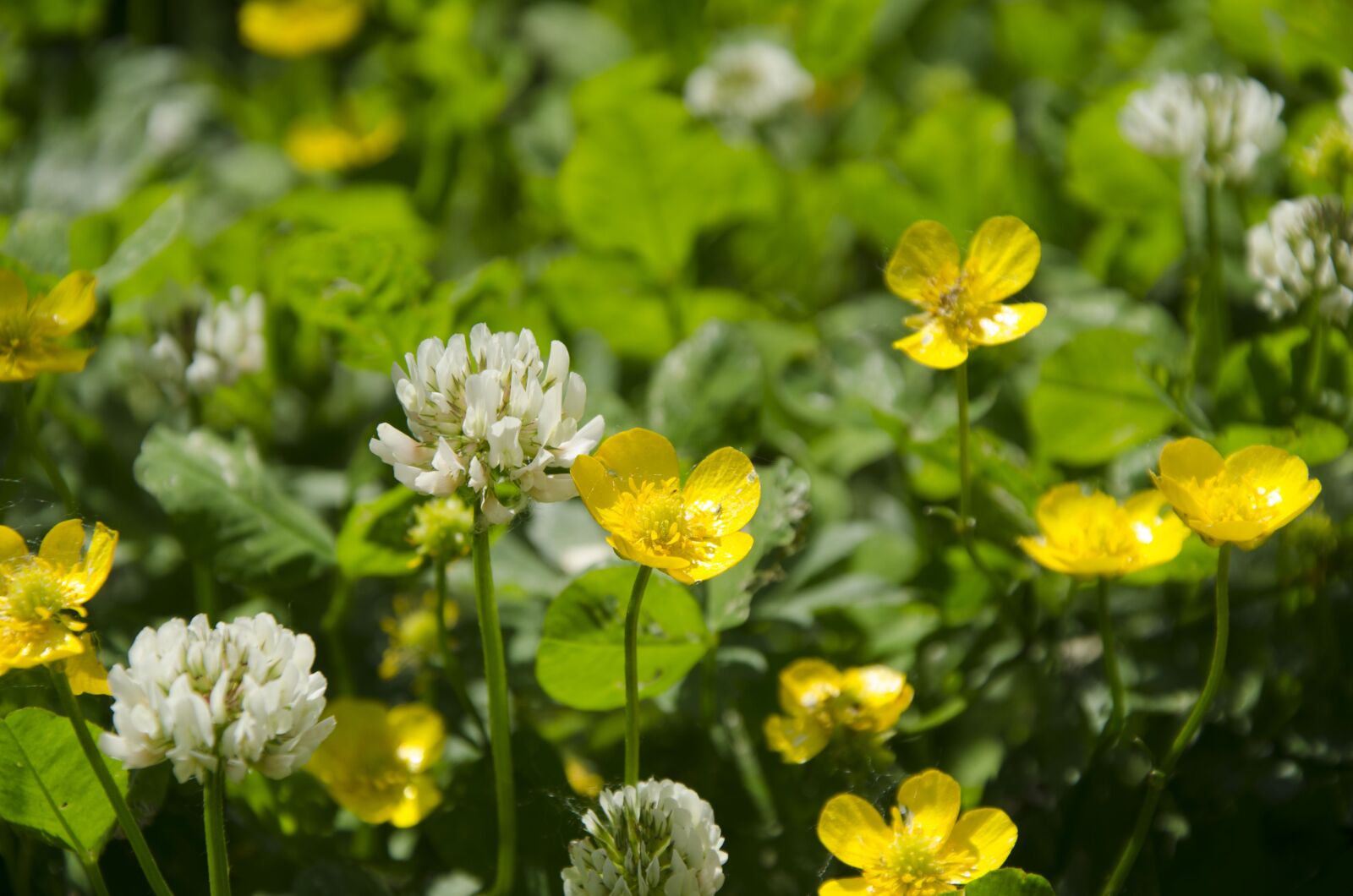 Nikon D7000 sample photo. Flowers, nature, yellow photography