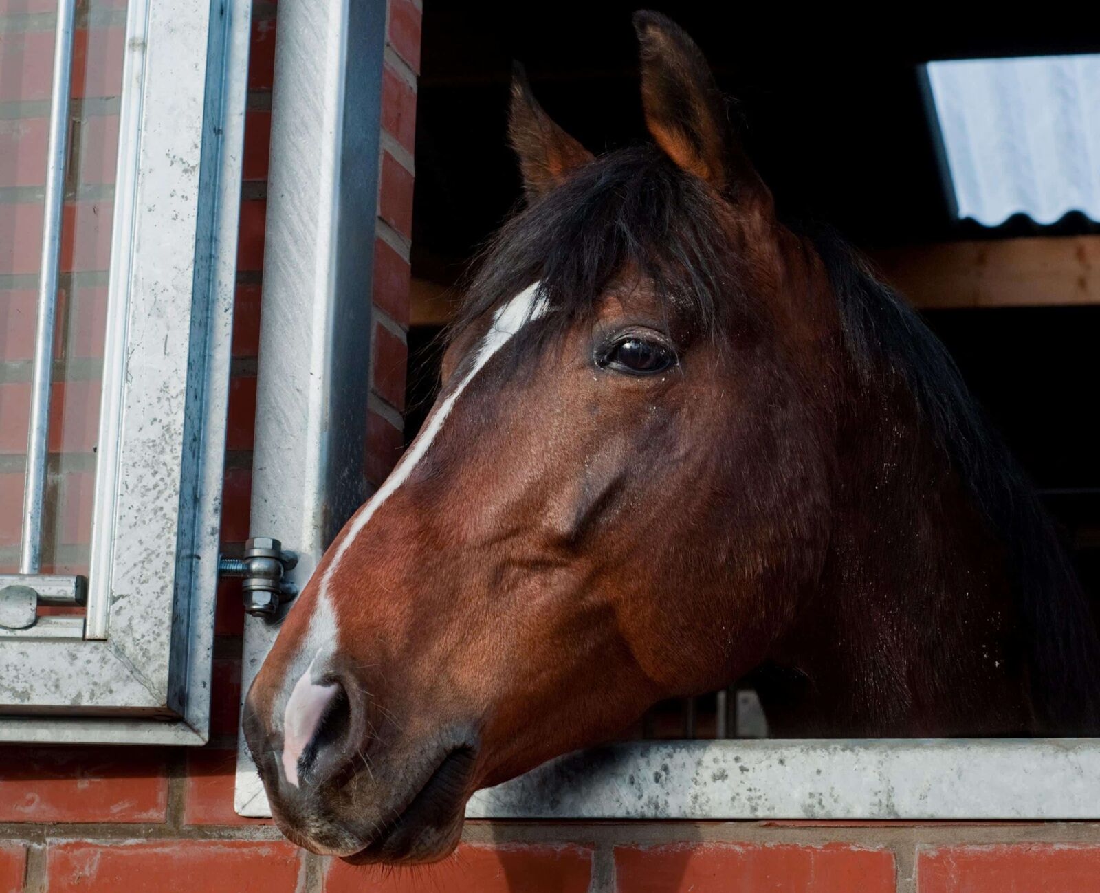 Nikon D300 sample photo. Portrait, cavalry, animal, horse photography