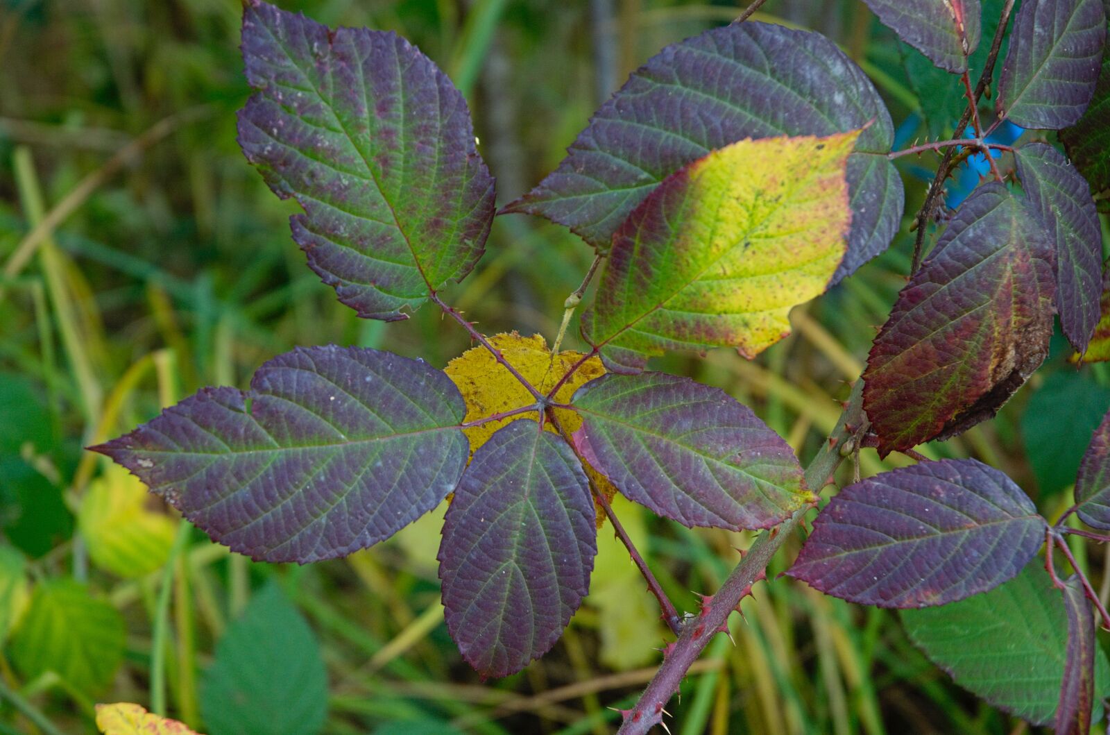 Nikon D70 sample photo. Leaves, fall leaves, thorns photography