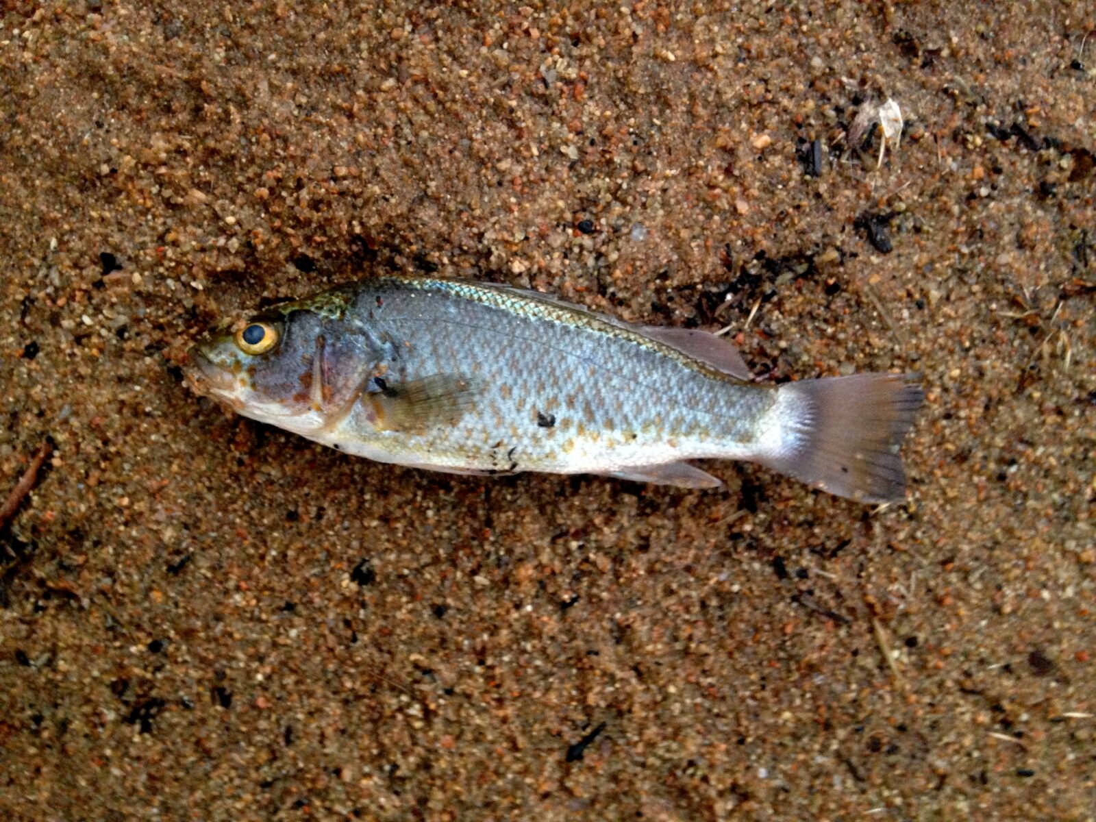 iPhone 5c back camera 4.12mm f/2.4 sample photo. Abstract, fish, river, bed photography