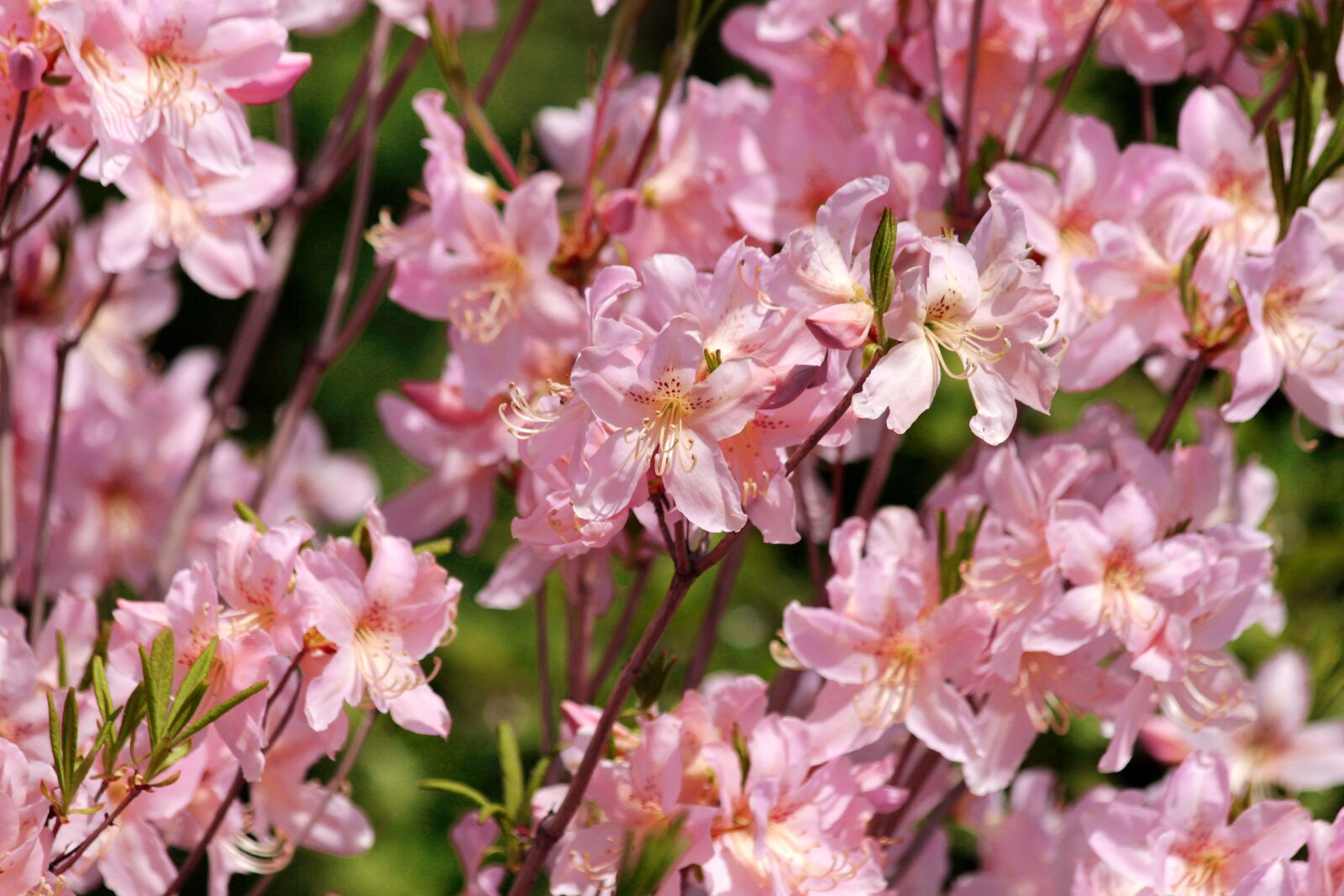 Canon EOS 650D (EOS Rebel T4i / EOS Kiss X6i) sample photo. Rhododendron, plant, bloom photography
