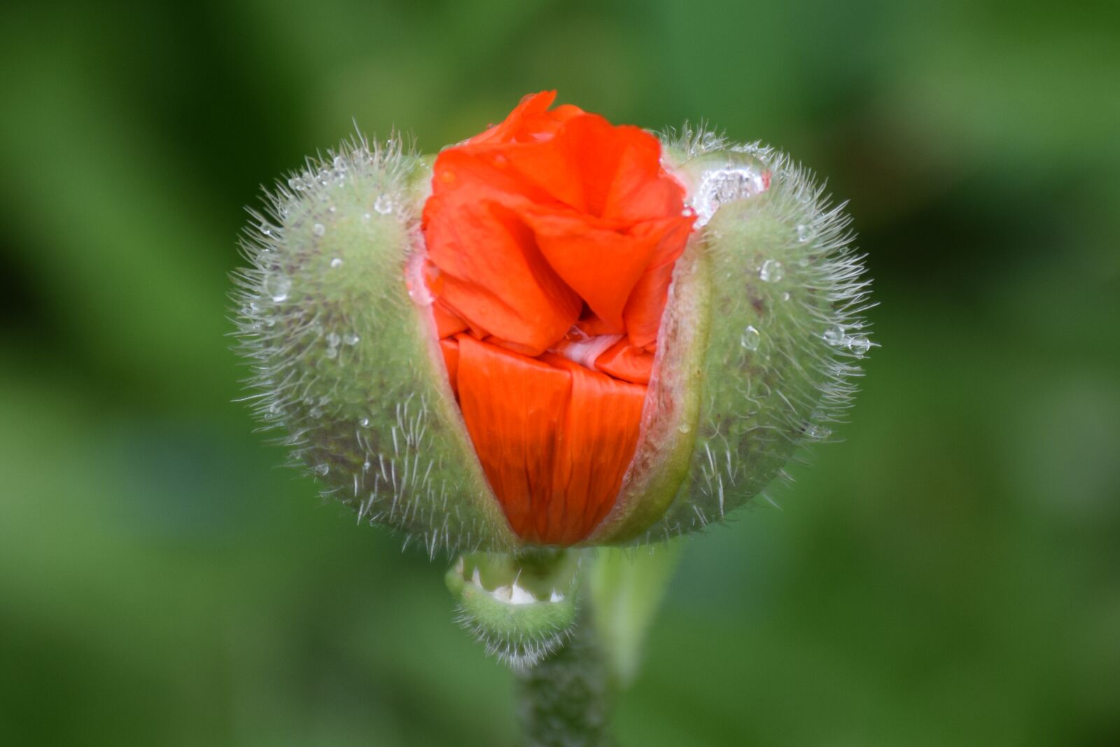 Nikon D5300 sample photo. Poppy flower, flower, plant photography