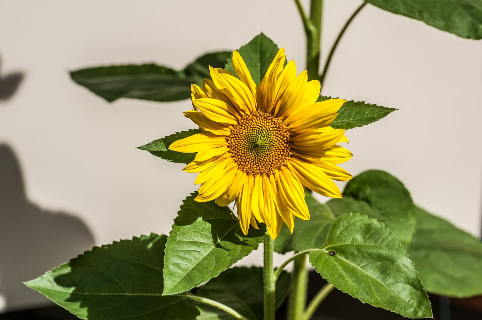 Nikon D700 sample photo. Sunflower, blossom, bloom photography
