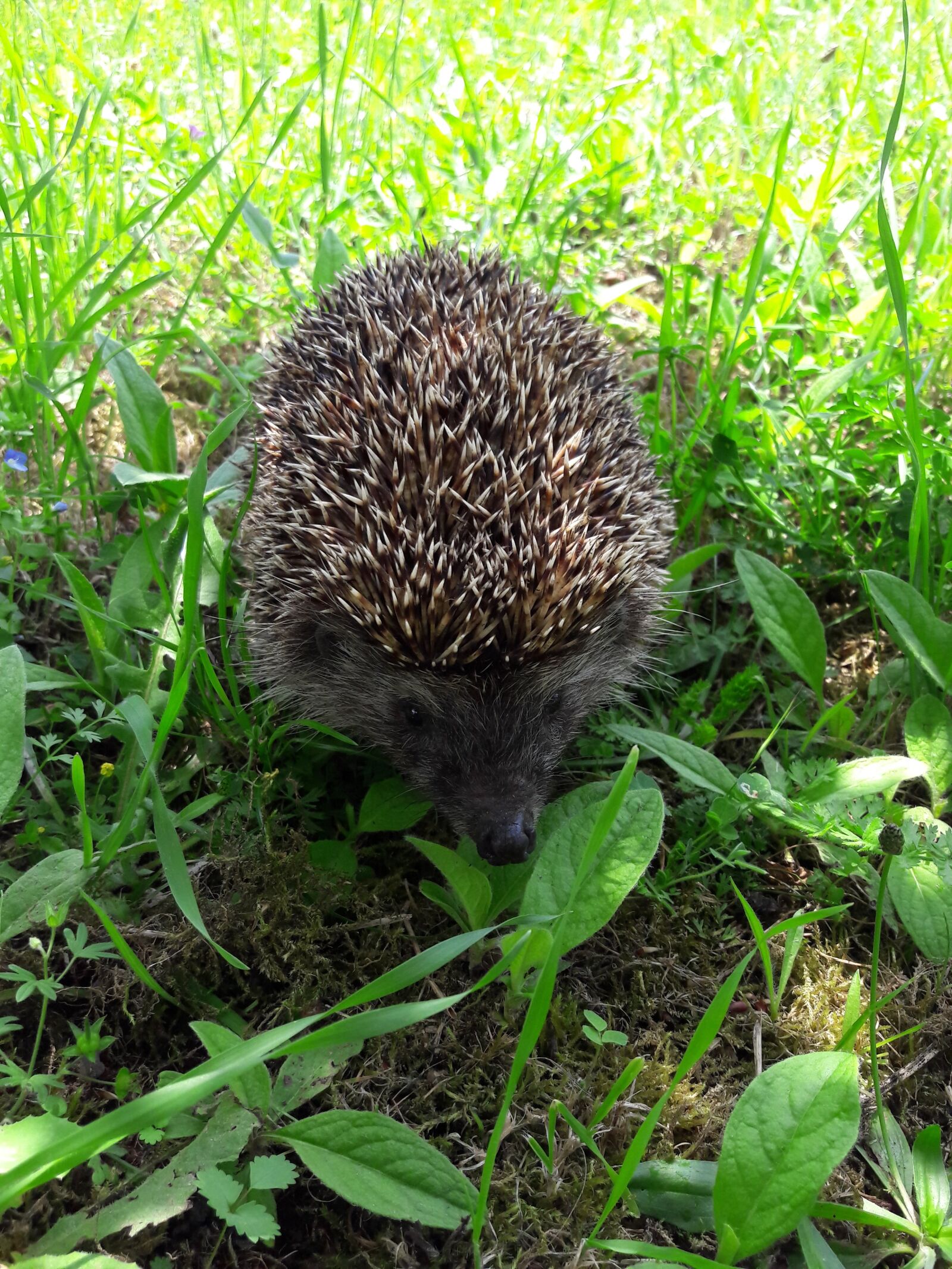 Samsung Galaxy J7 sample photo. The hedgehog, cute, animal photography