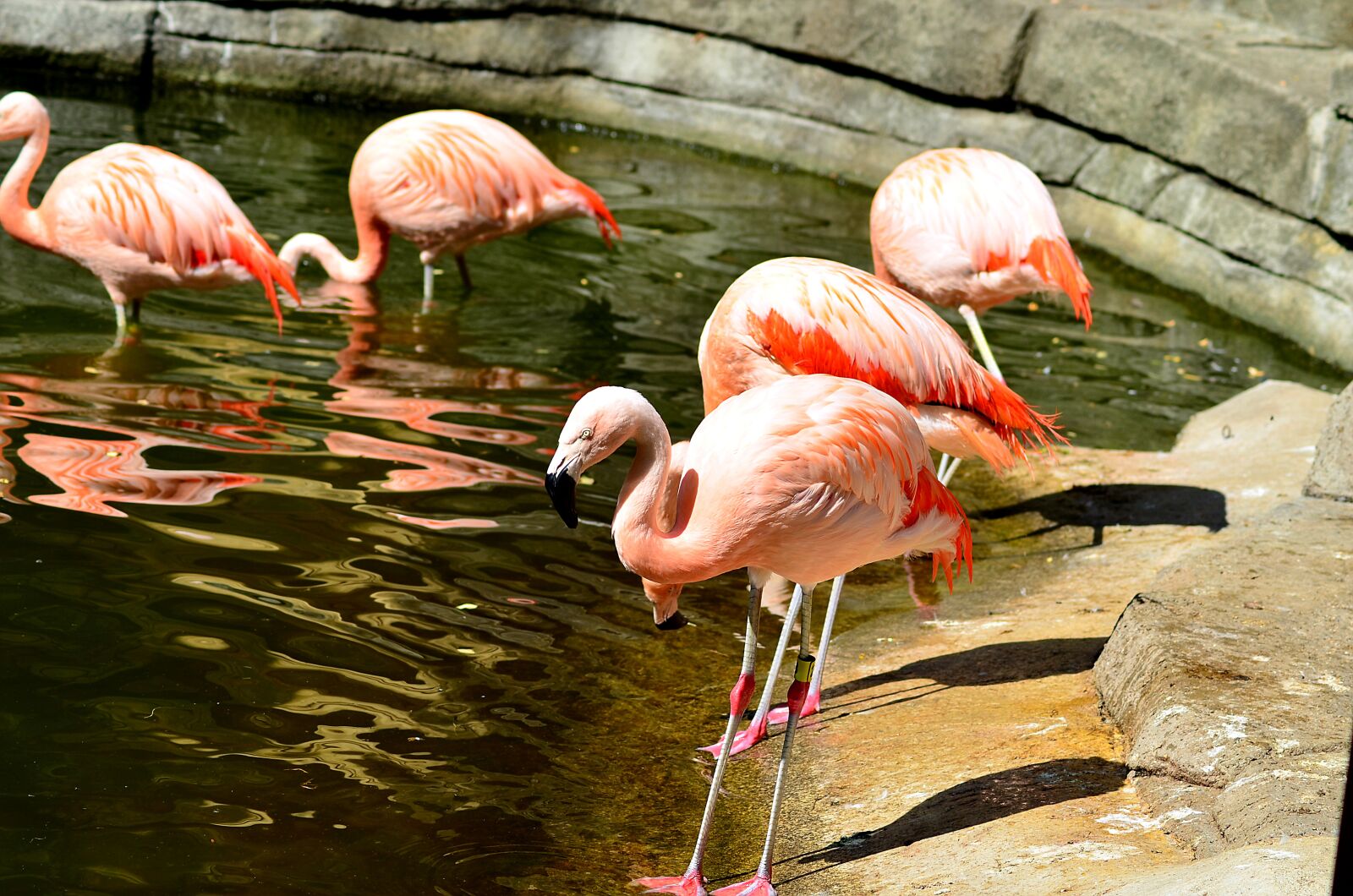 Nikon D5100 sample photo. Bird, animal, nature photography