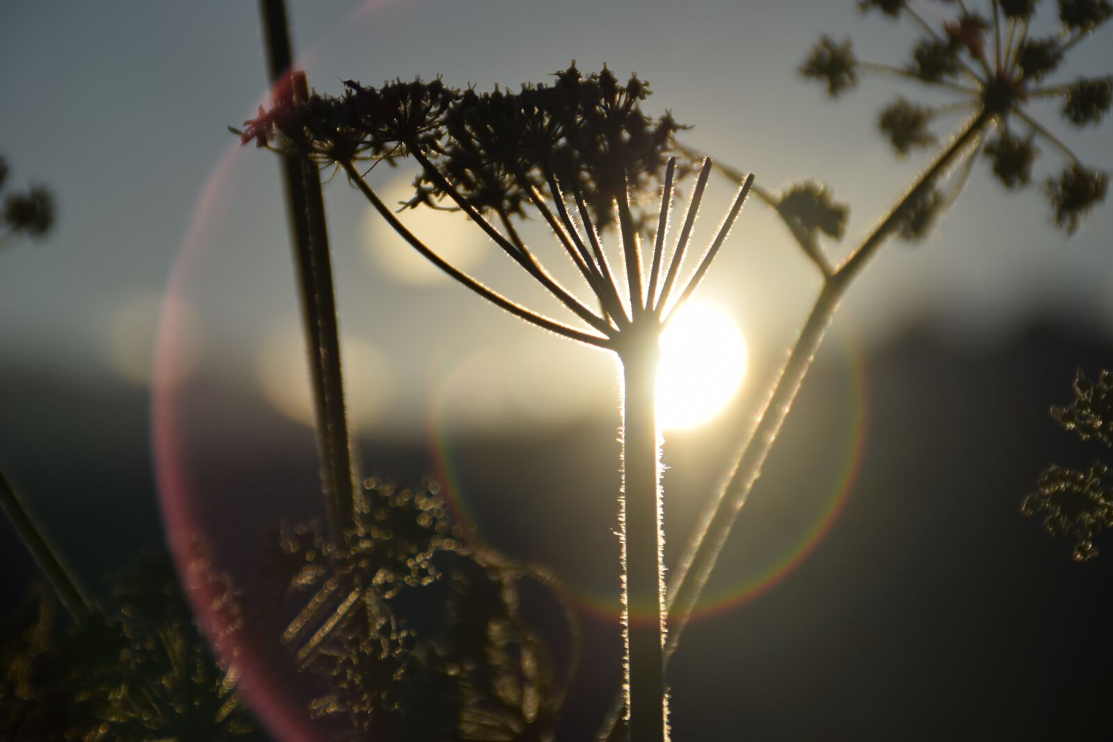 Nikon D3300 sample photo. Italy, flower, sun photography