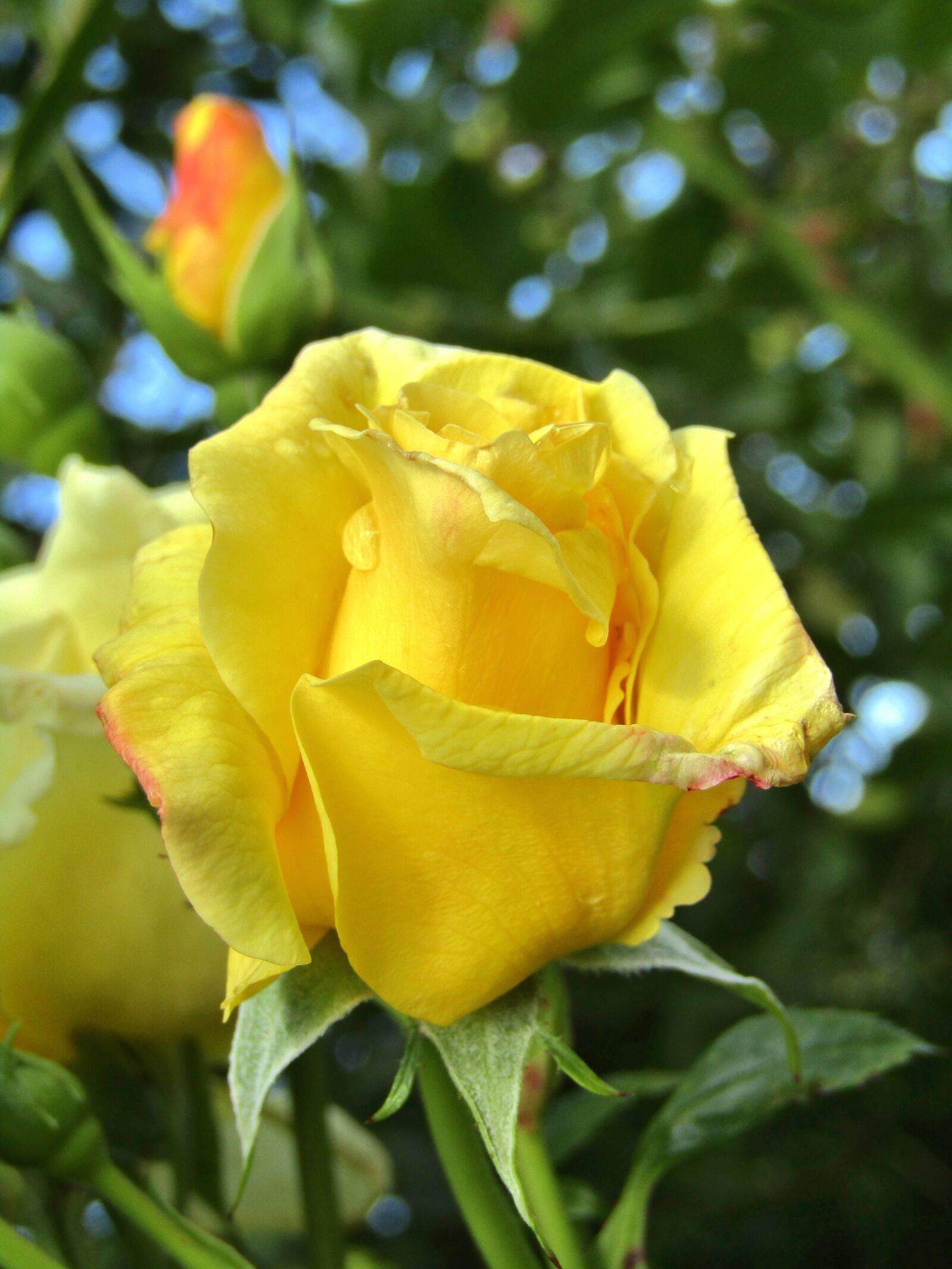 Canon POWERSHOT SX432 IS sample photo. Rose, yellow, changes photography