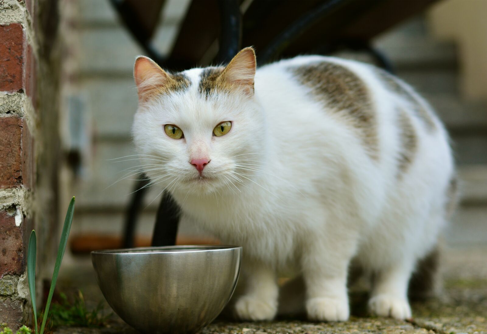 Nikon D5200 sample photo. Cat, mammal, cute photography
