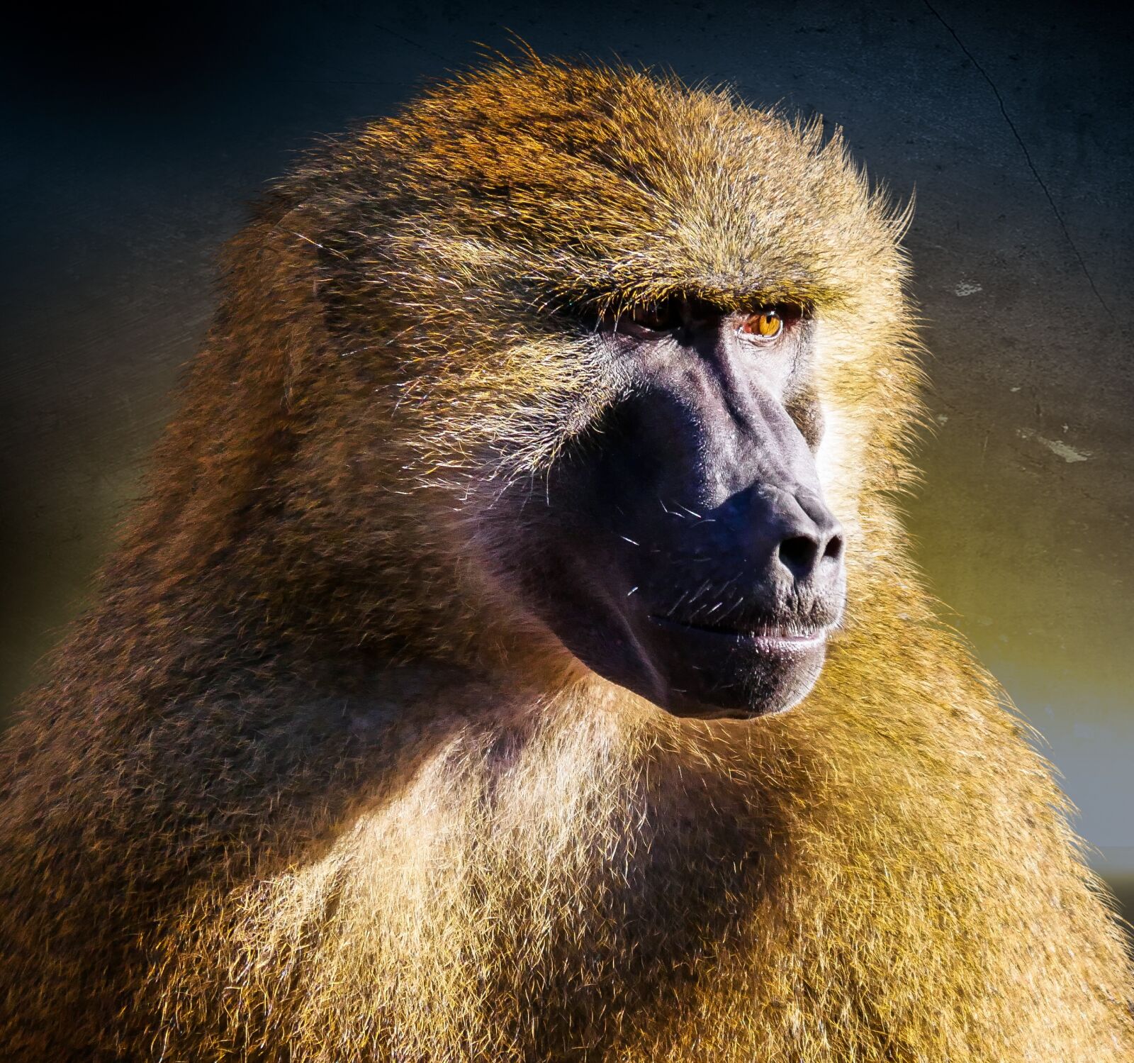 Panasonic DMC-G70 sample photo. Animal, monkey, baboon photography