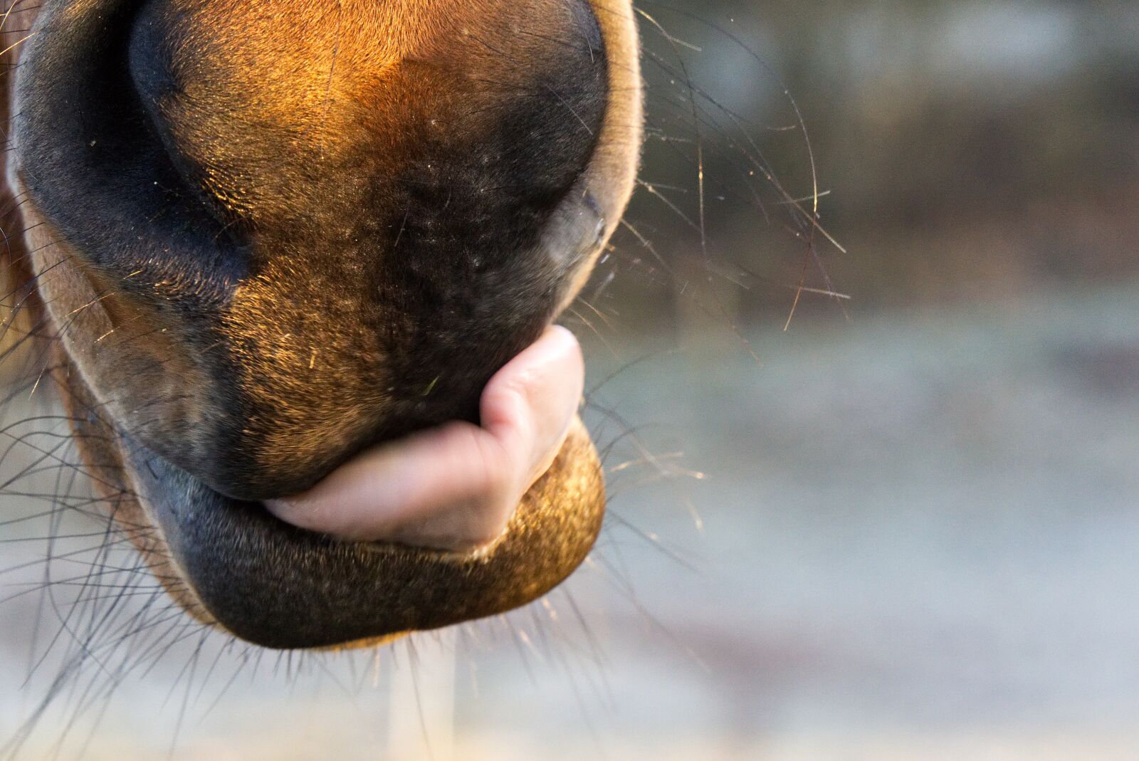 Sony a6000 sample photo. Horse, animal, head photography