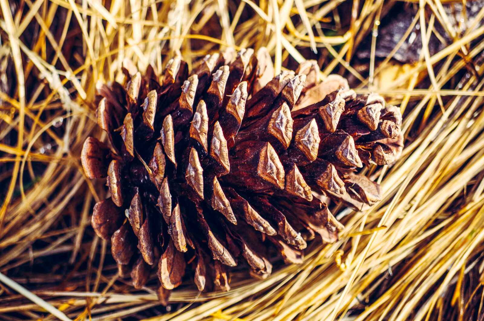 Pentax K-50 sample photo. Pine cone, pine needles photography