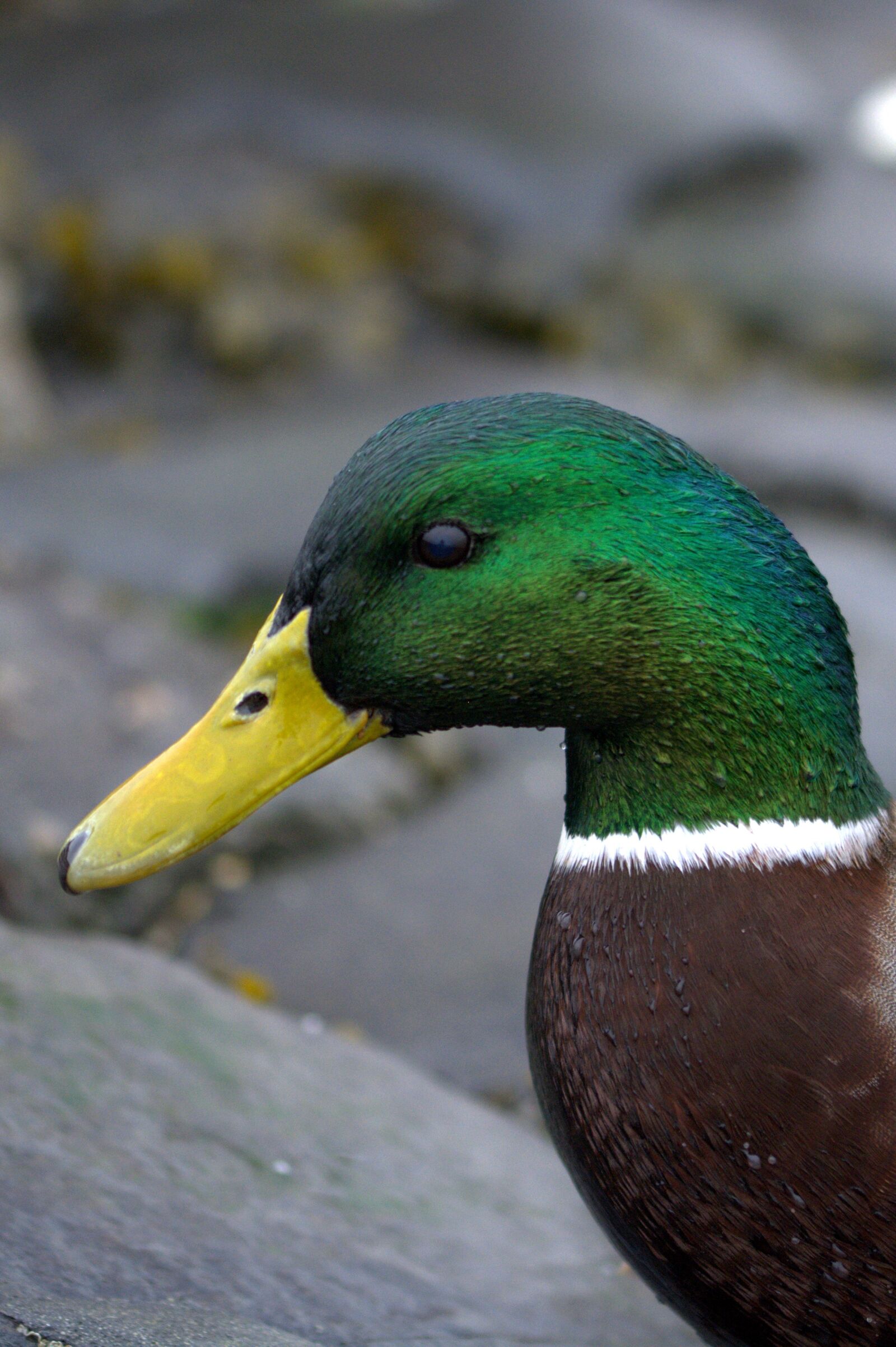 Nikon D5200 sample photo. Duck, ducks, bird photography