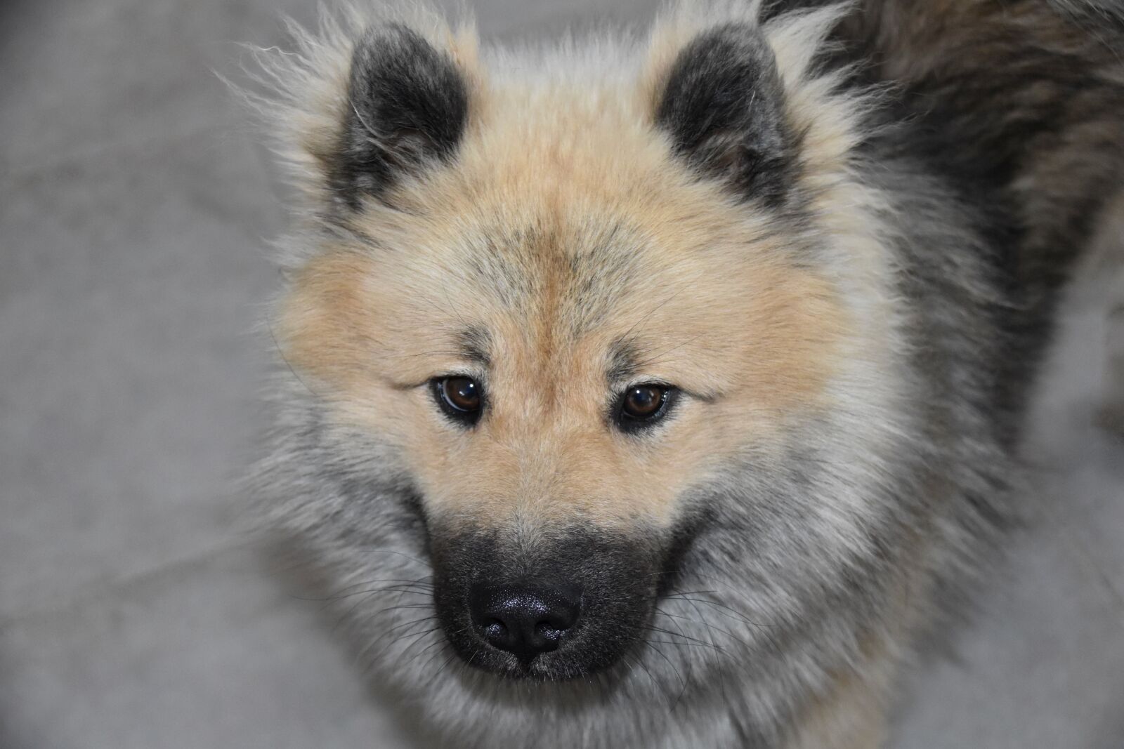 Nikon D5600 sample photo. Dog, dog eurasier, dog photography