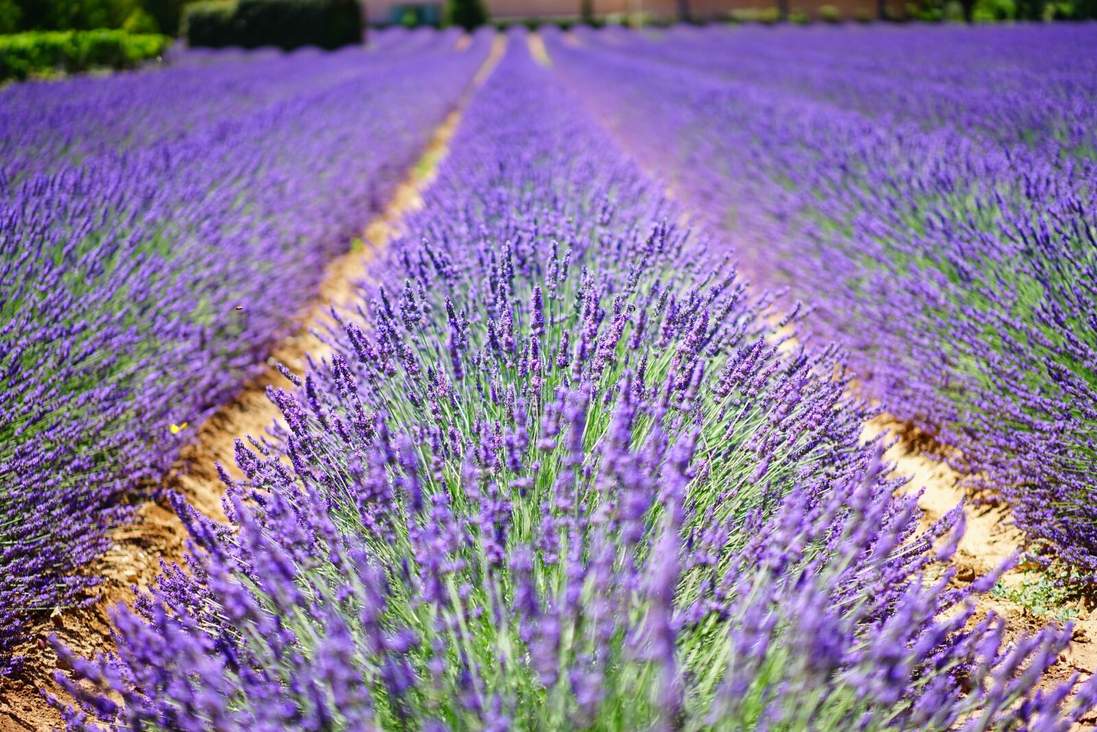 Sony a7 + Sony Sonnar T* FE 55mm F1.8 ZA sample photo. Lavender flowers, blue, flowers photography
