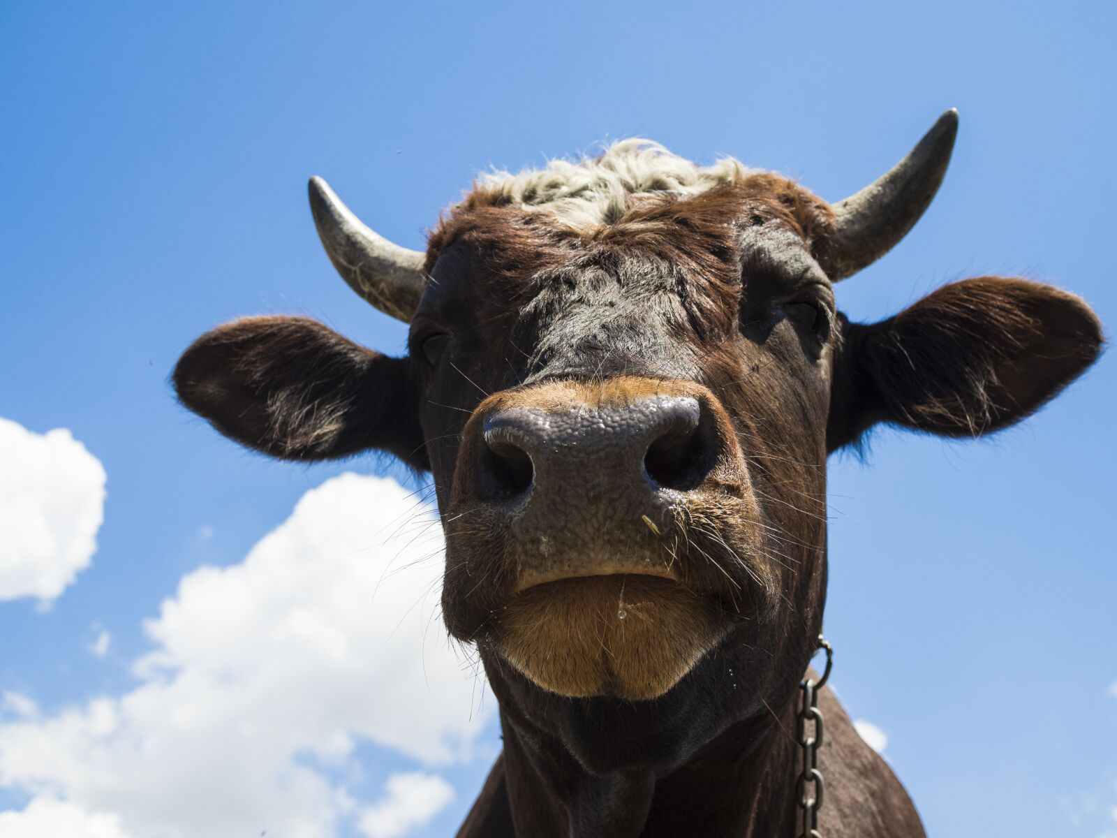 Olympus OM-D E-M10 II + Olympus M.Zuiko Digital 25mm F1.8 sample photo. Bull, the horn of photography