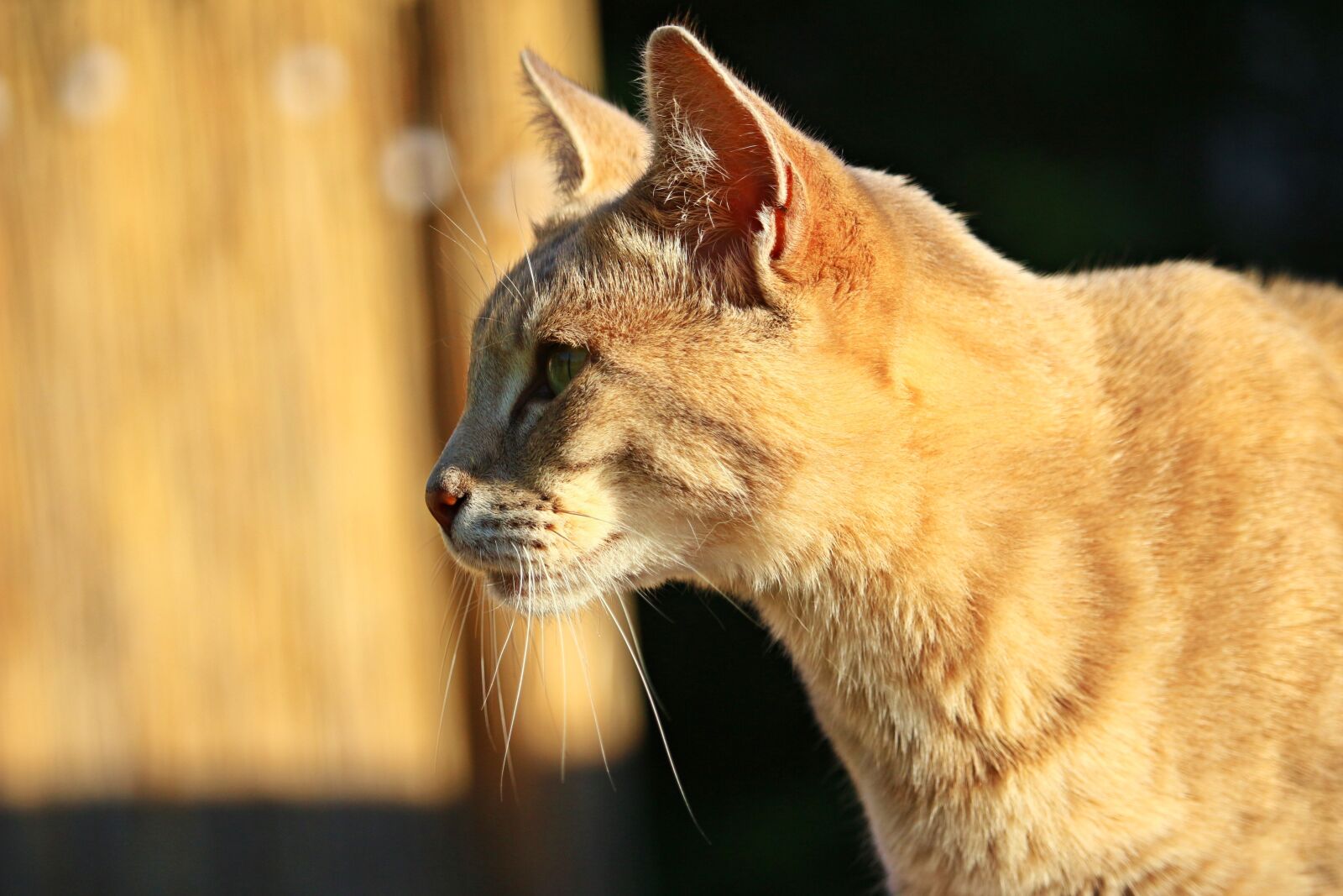 Canon EOS 100D (EOS Rebel SL1 / EOS Kiss X7) sample photo. Cat, tiger cat, mackerel photography