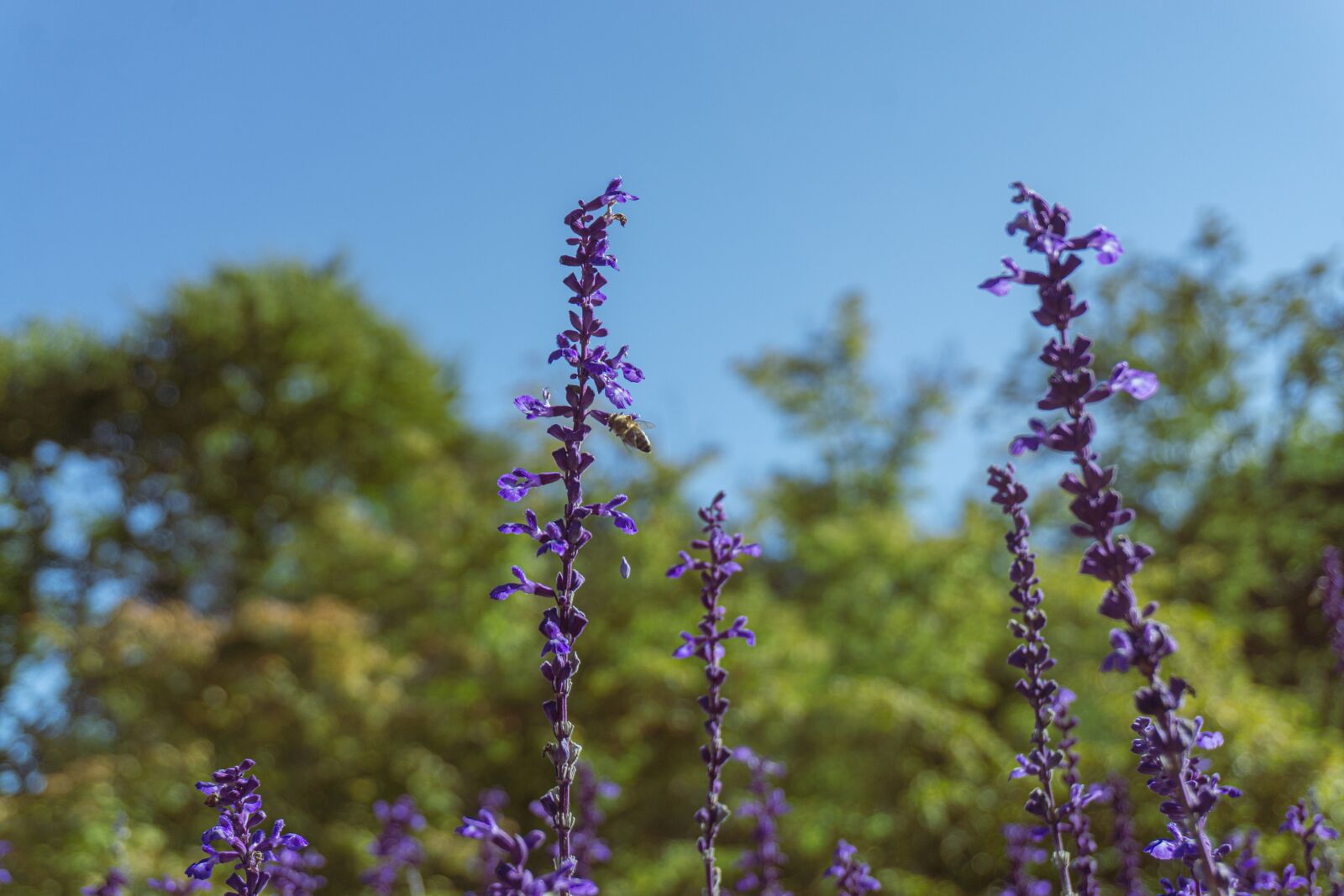 Sony E 16-50mm F3.5-5.6 PZ OSS sample photo. Lavender, bloom, purple flower photography