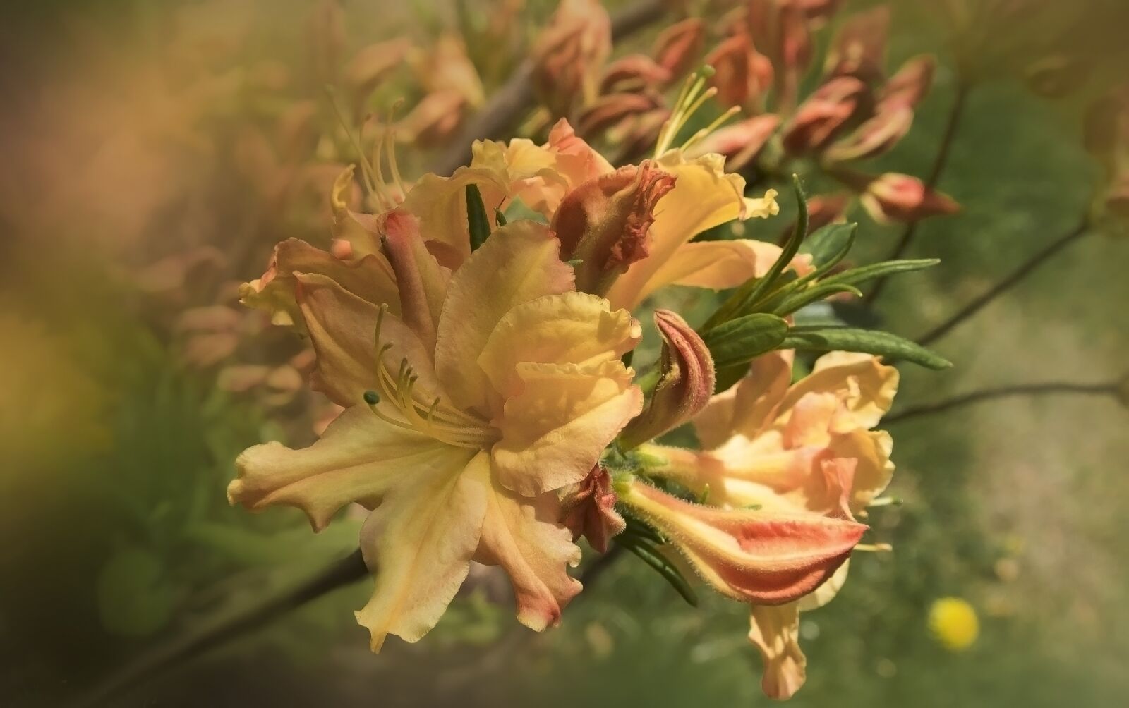 Nikon 1 J1 sample photo. Flower, flowers, spring photography