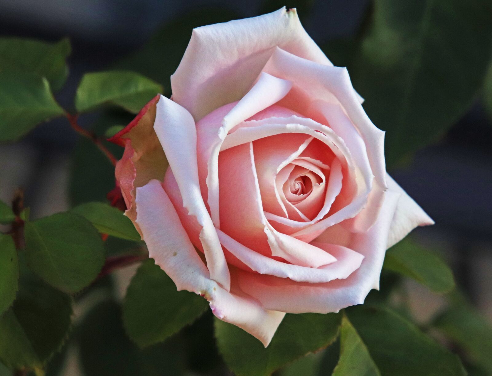 Canon EOS 800D (EOS Rebel T7i / EOS Kiss X9i) sample photo. Rose, pink, flower photography