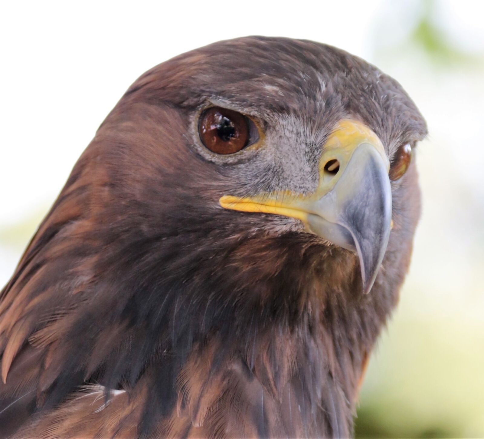 Canon EF 70-300mm F4-5.6L IS USM sample photo. Golden eagle, eagle, golden photography