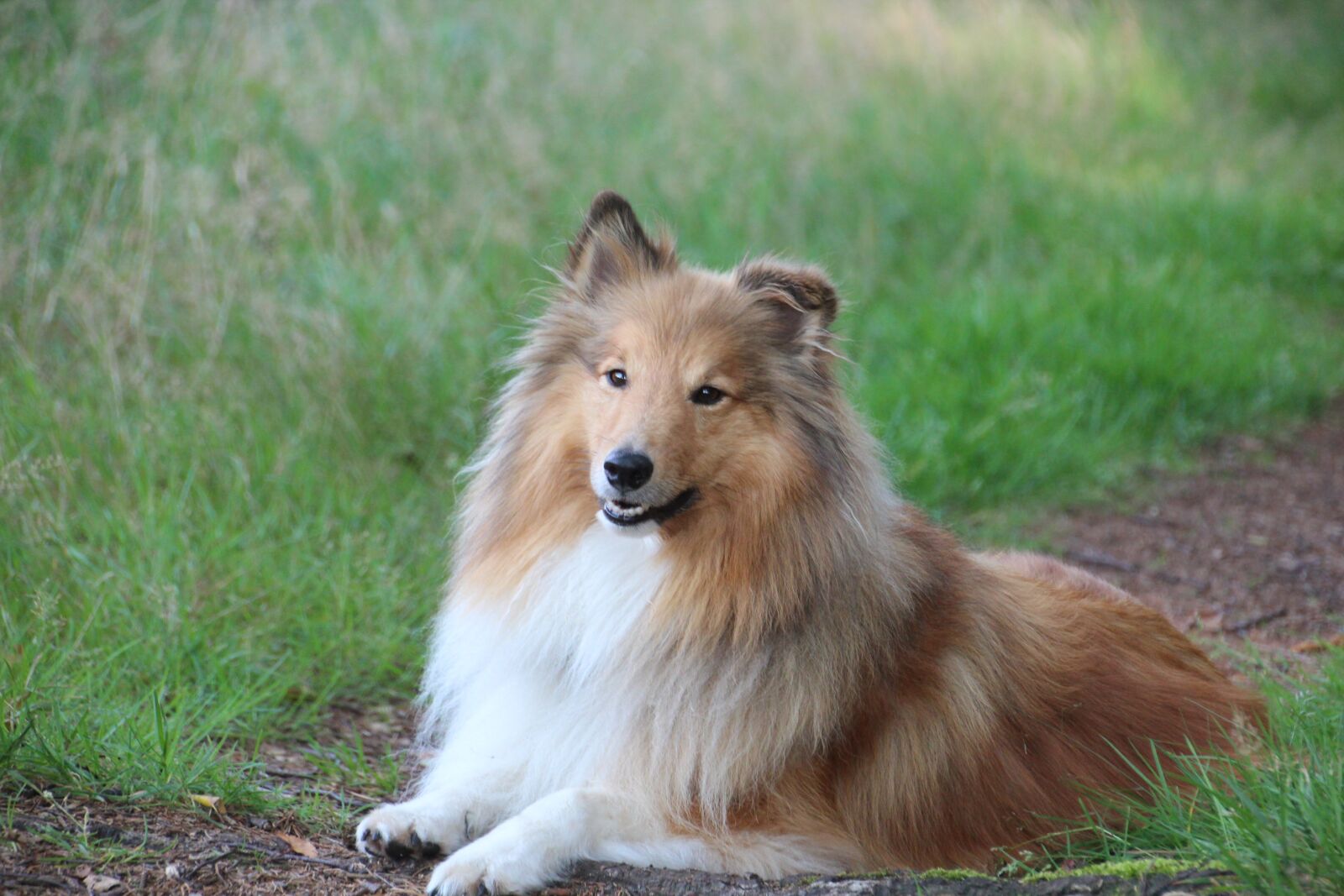 Canon EOS 600D (Rebel EOS T3i / EOS Kiss X5) sample photo. Shelties, dogs, shetland sheep photography