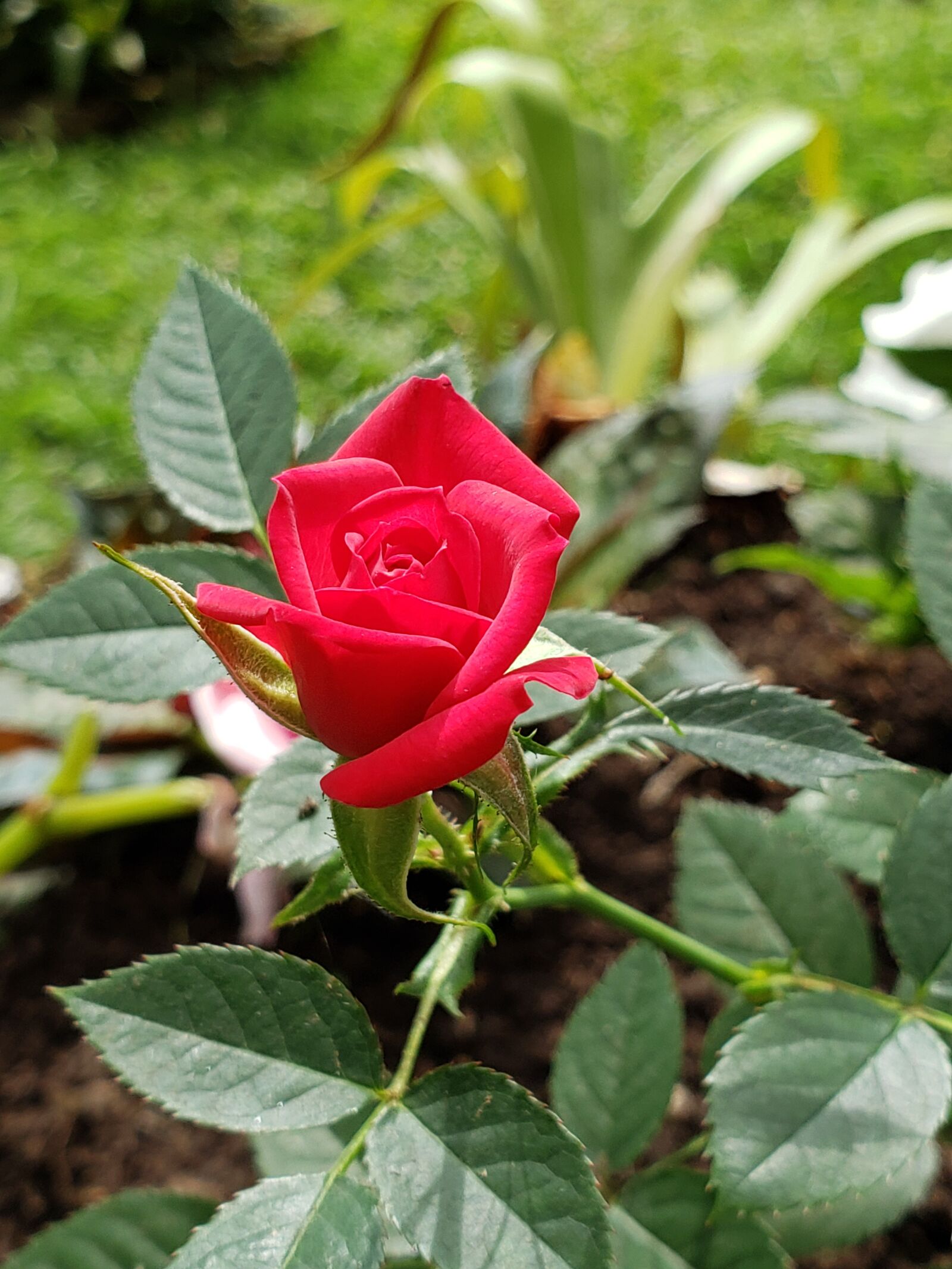 Samsung Galaxy Note9 sample photo. Flower, rosa, field photography