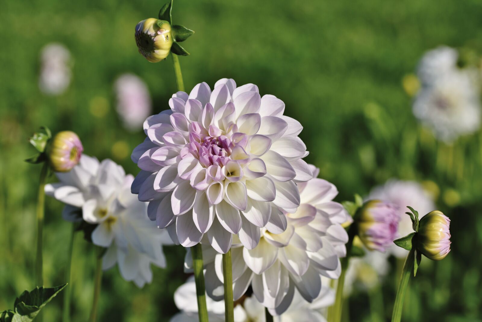 Nikon D7200 sample photo. Dahlias, dahlia flowers, white photography