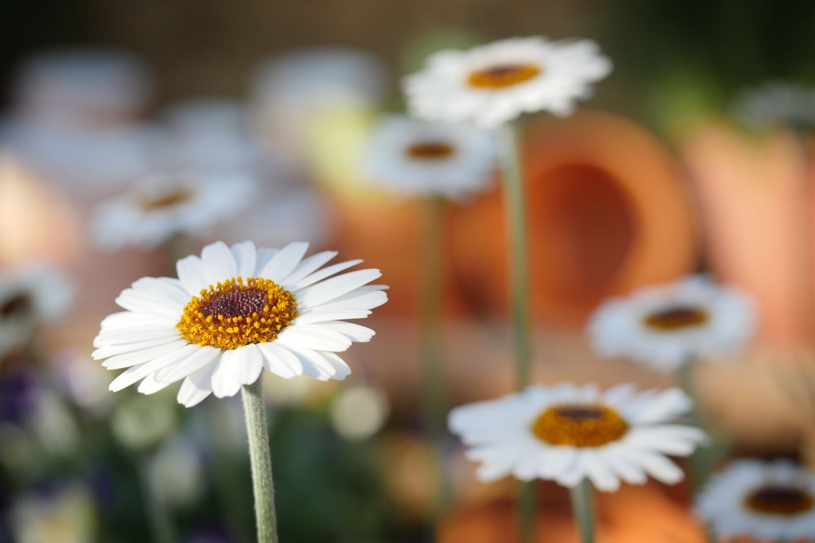 Panasonic Lumix DMC-GX8 sample photo. Nature, daisies, daisy photography