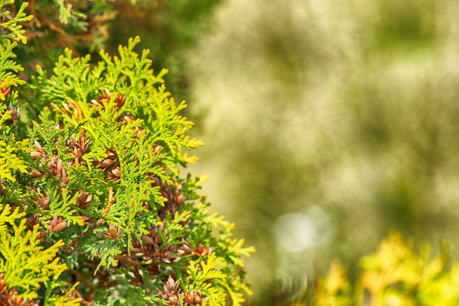Canon EOS 7D Mark II + Canon EF 135mm F2L USM sample photo. Growth, nature, green photography