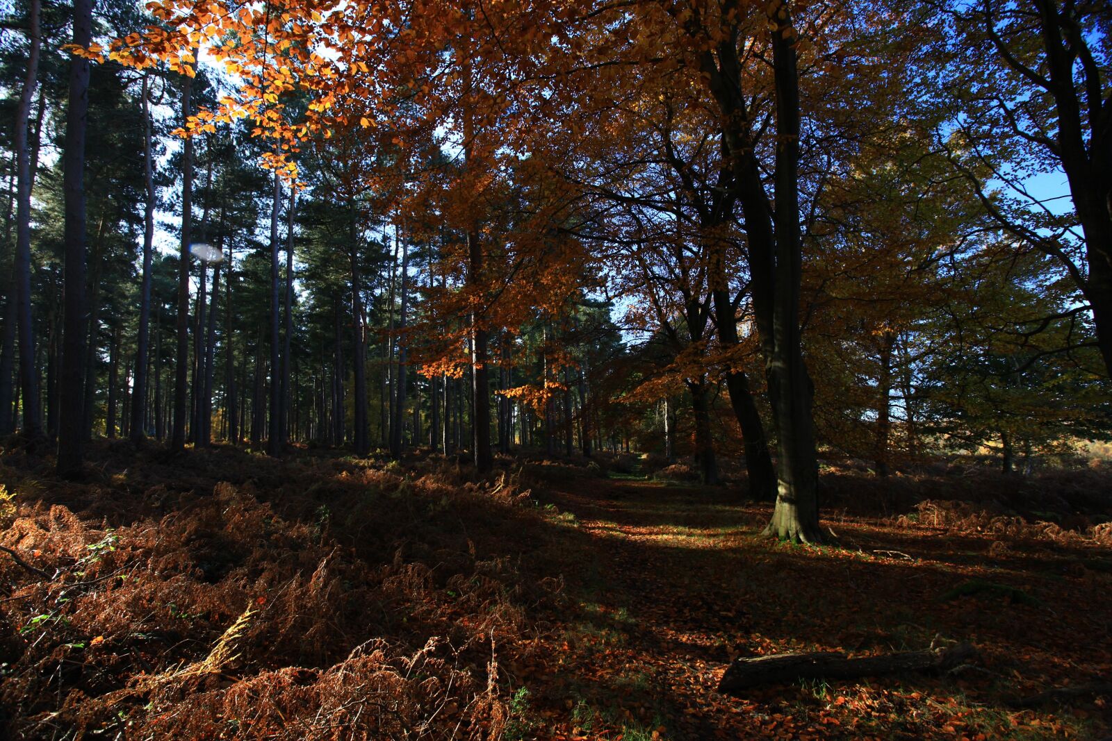 Canon EOS 5D Mark II sample photo. Woods, forest, trees photography