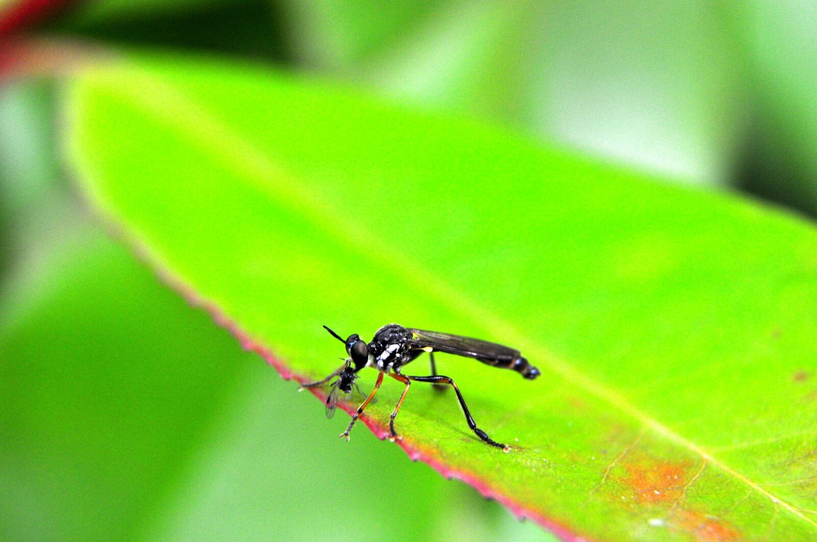 Nikon D5000 sample photo. Mosquito, macro, macro photography photography
