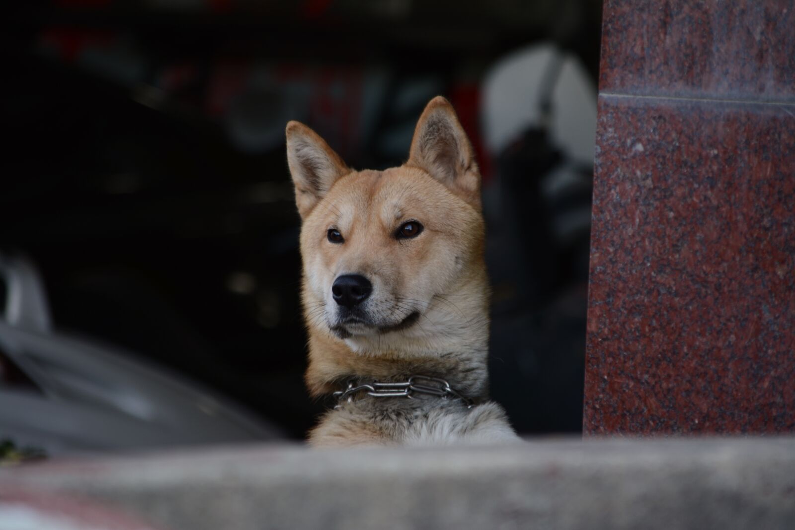 Nikon D7100 sample photo. Republic of korea, puppy photography