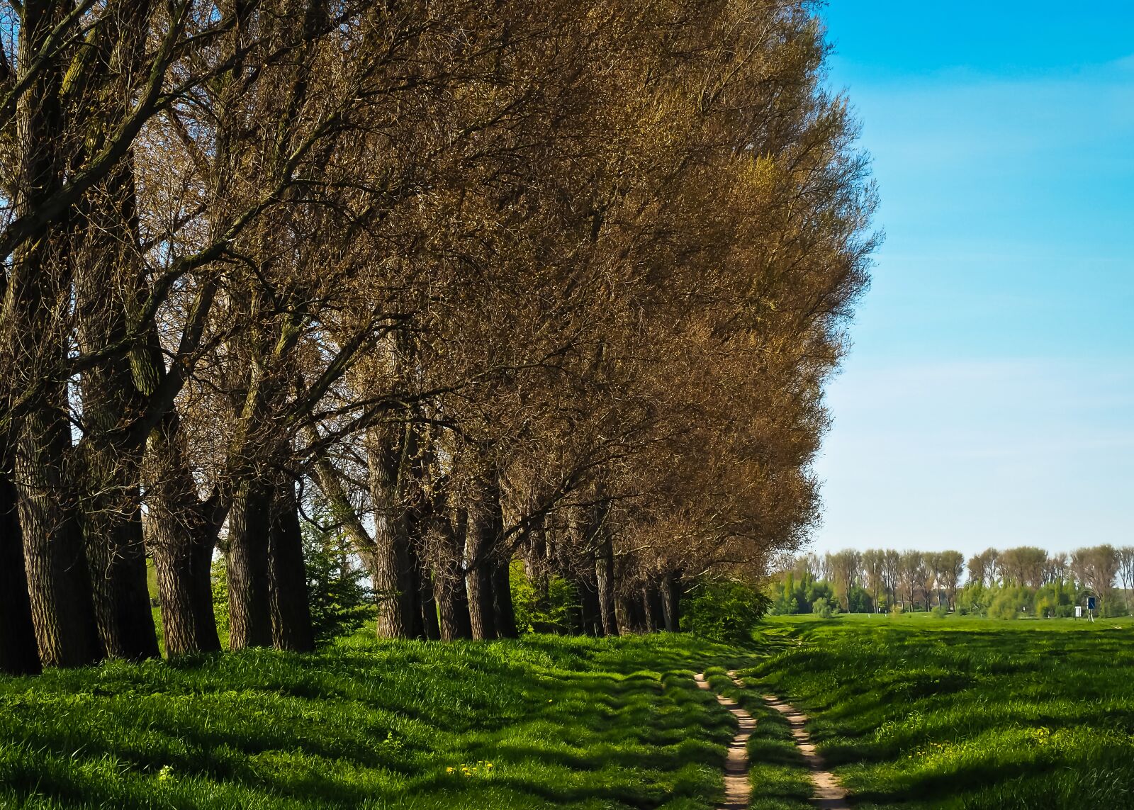Olympus OM-D E-M10 sample photo. Nature, trees, landscape photography