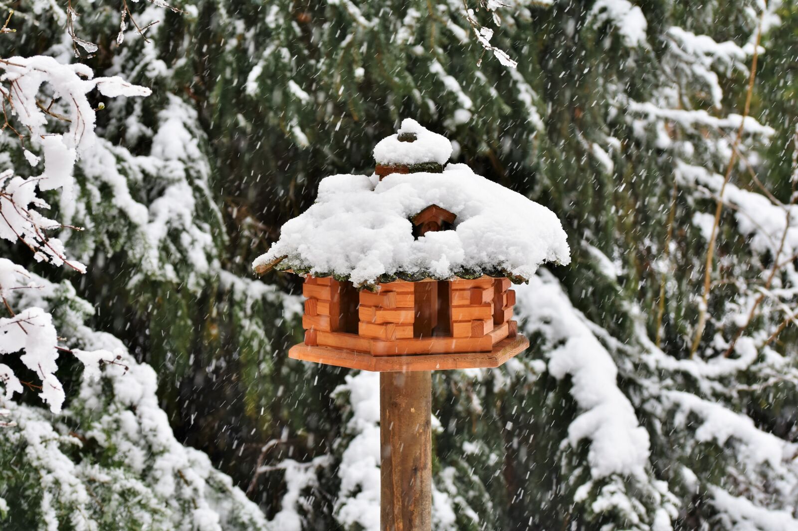 Nikon D7200 sample photo. Aviary, bird, feeding photography
